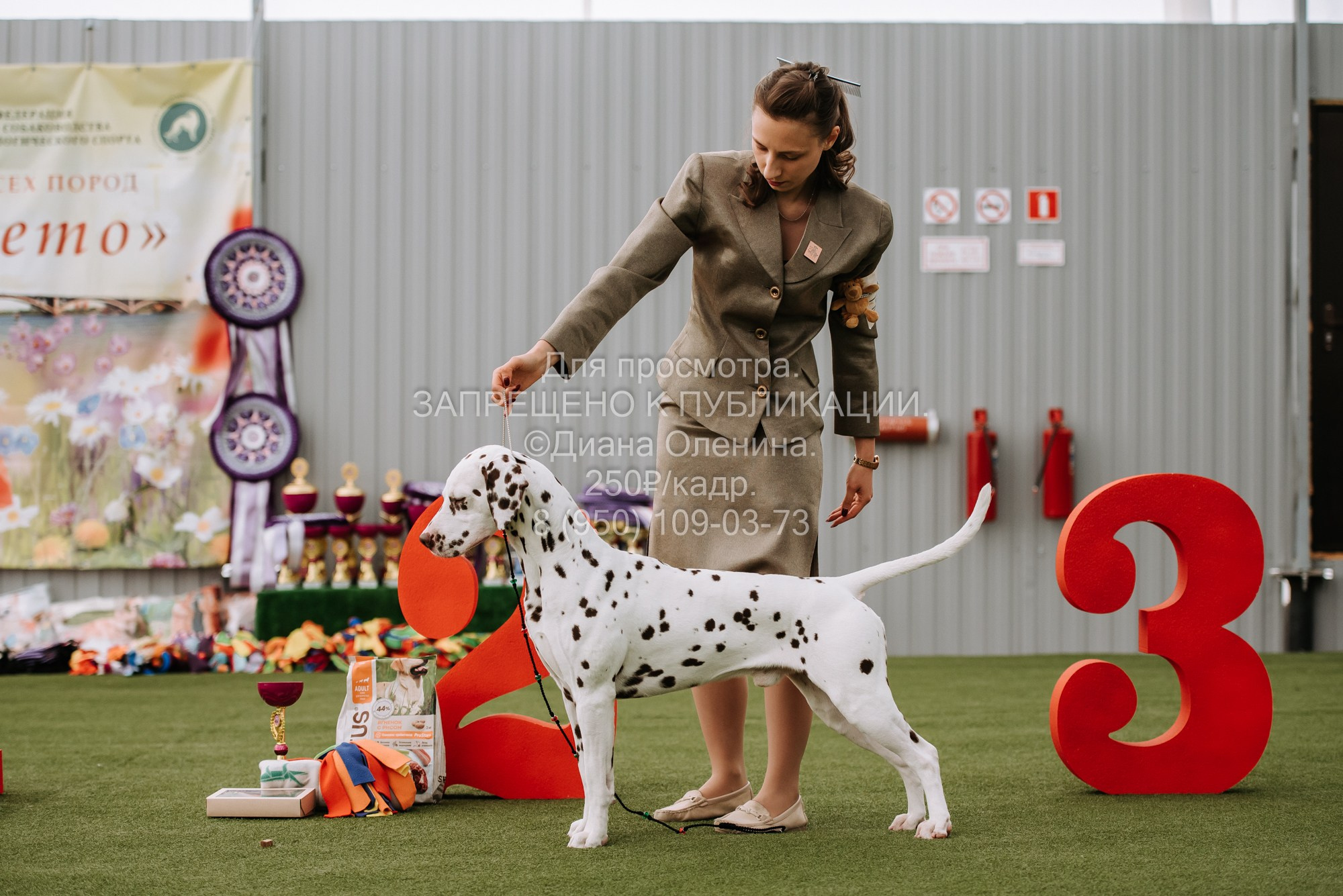 Выставка собак Красноярск 2.06. Фотограф Диана Оленина Красноярск / Братск