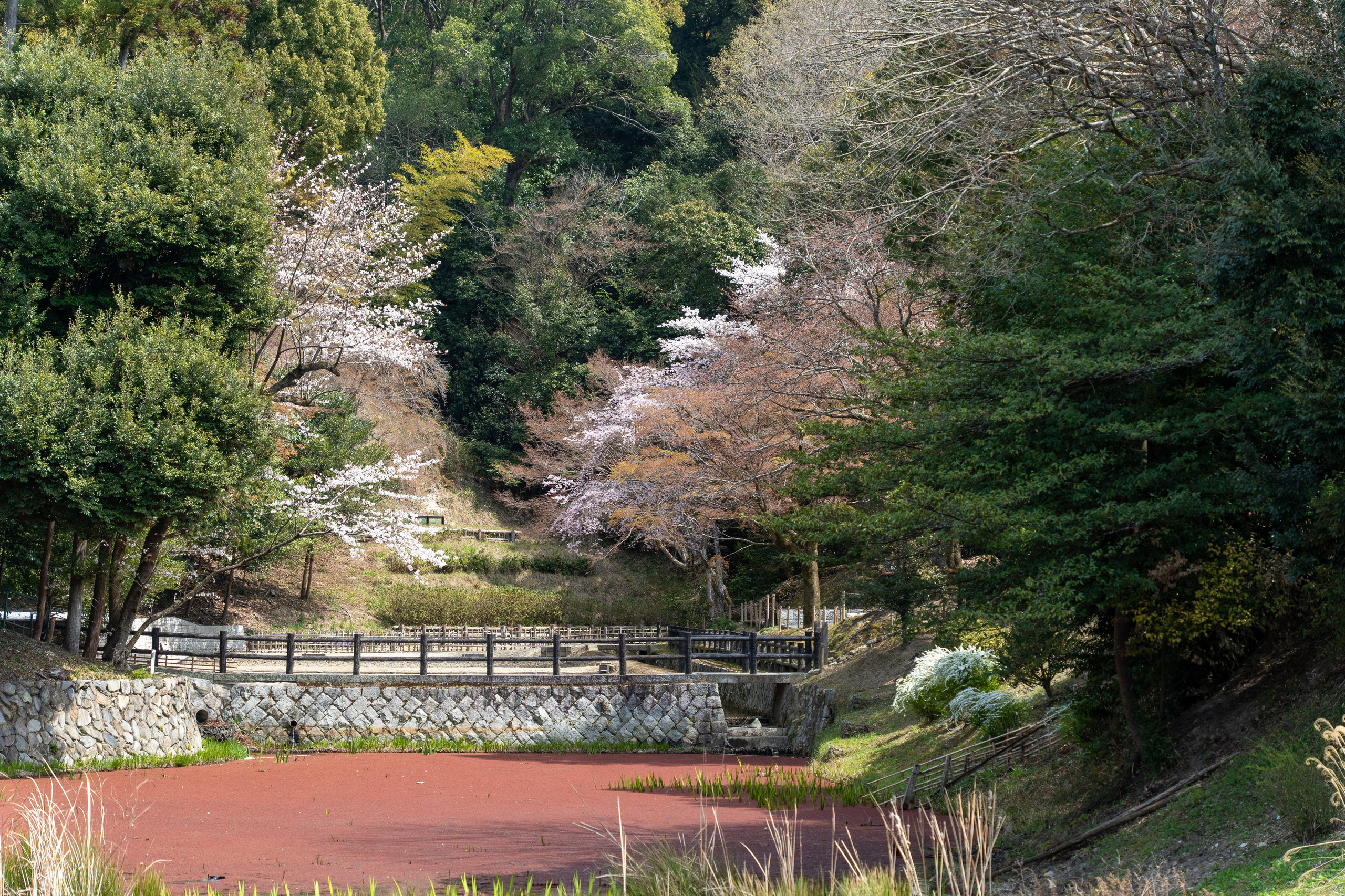 Япония, сакура. Творческие сьемки
