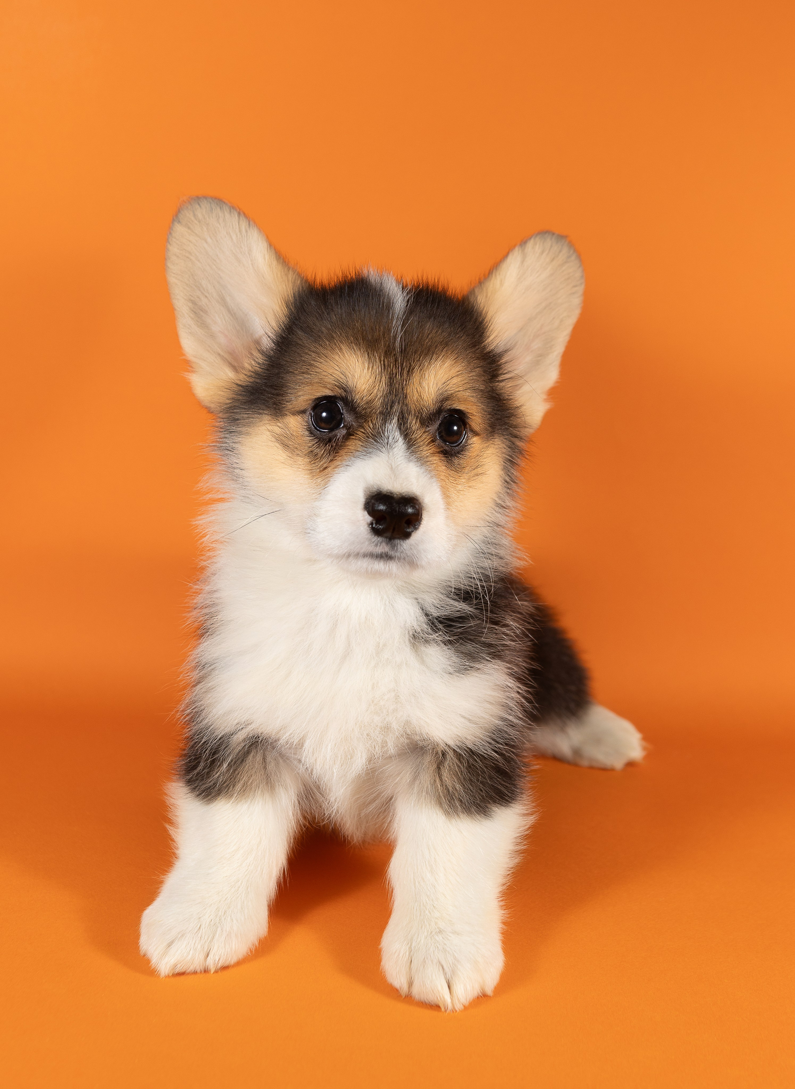 Корги (студия). Фотограф-анималист в Москве, МО и Владимире