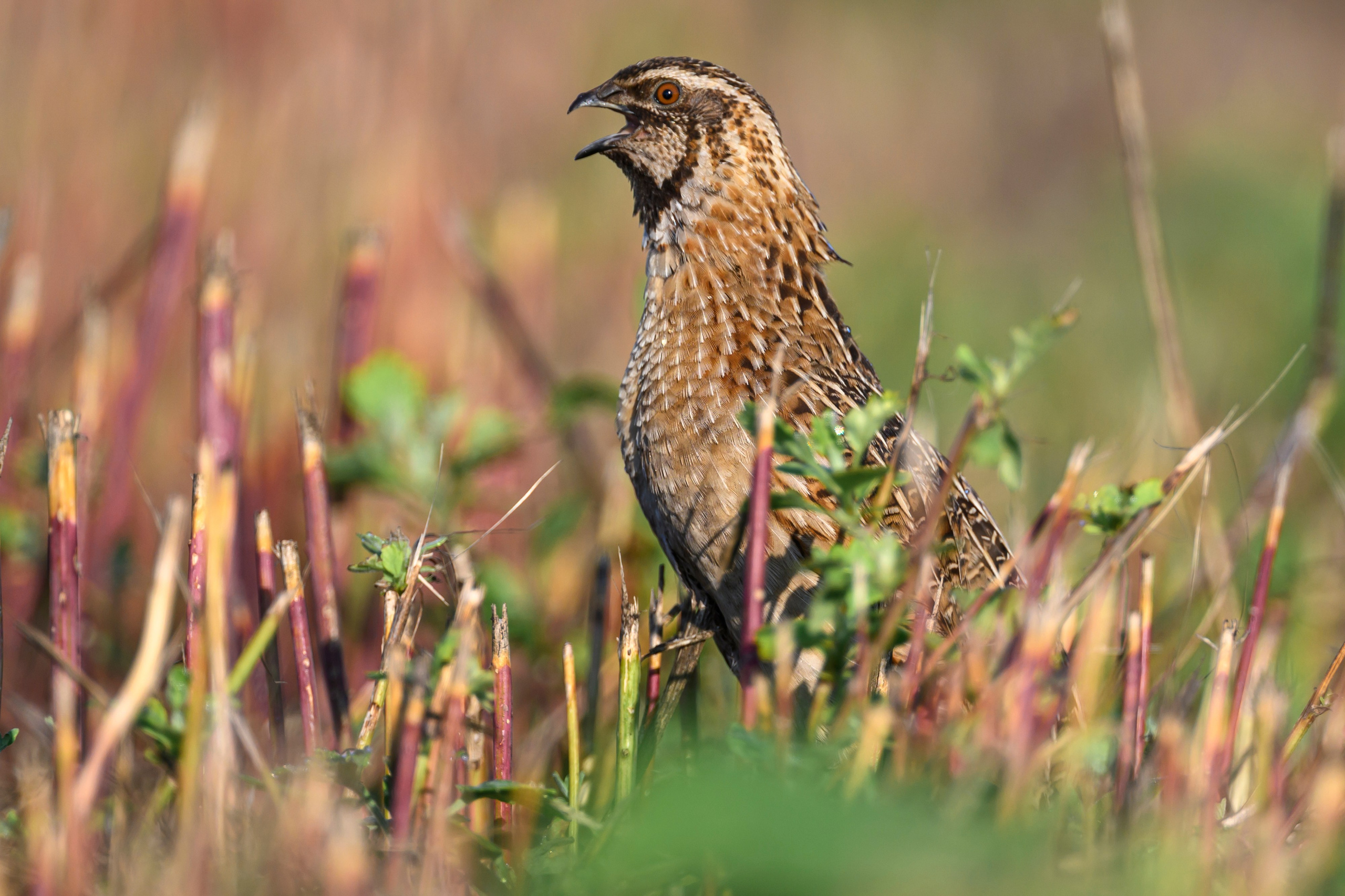 Перепела XII, роса. Фотограф Сергей Пупонин