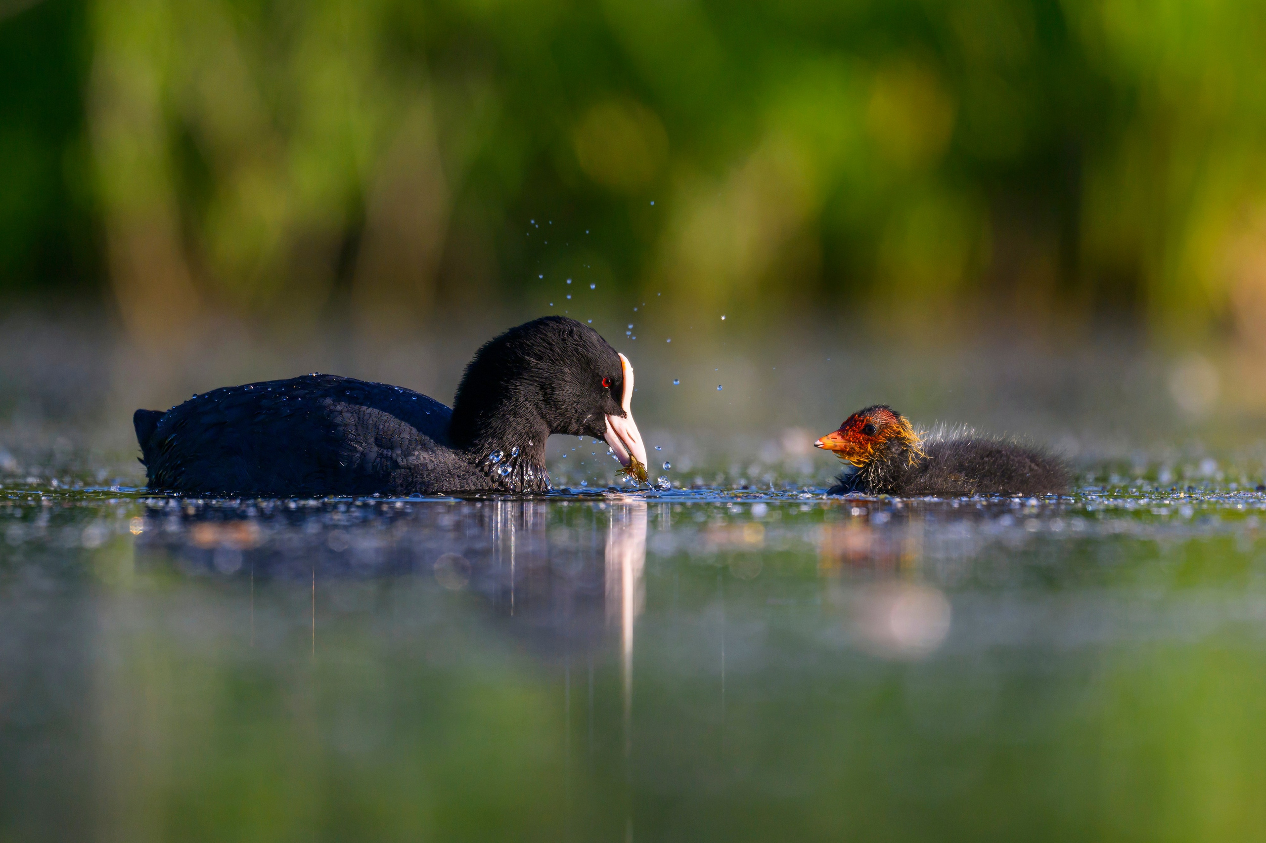 Пополнение у поганок. Фотограф Сергей Пупонин