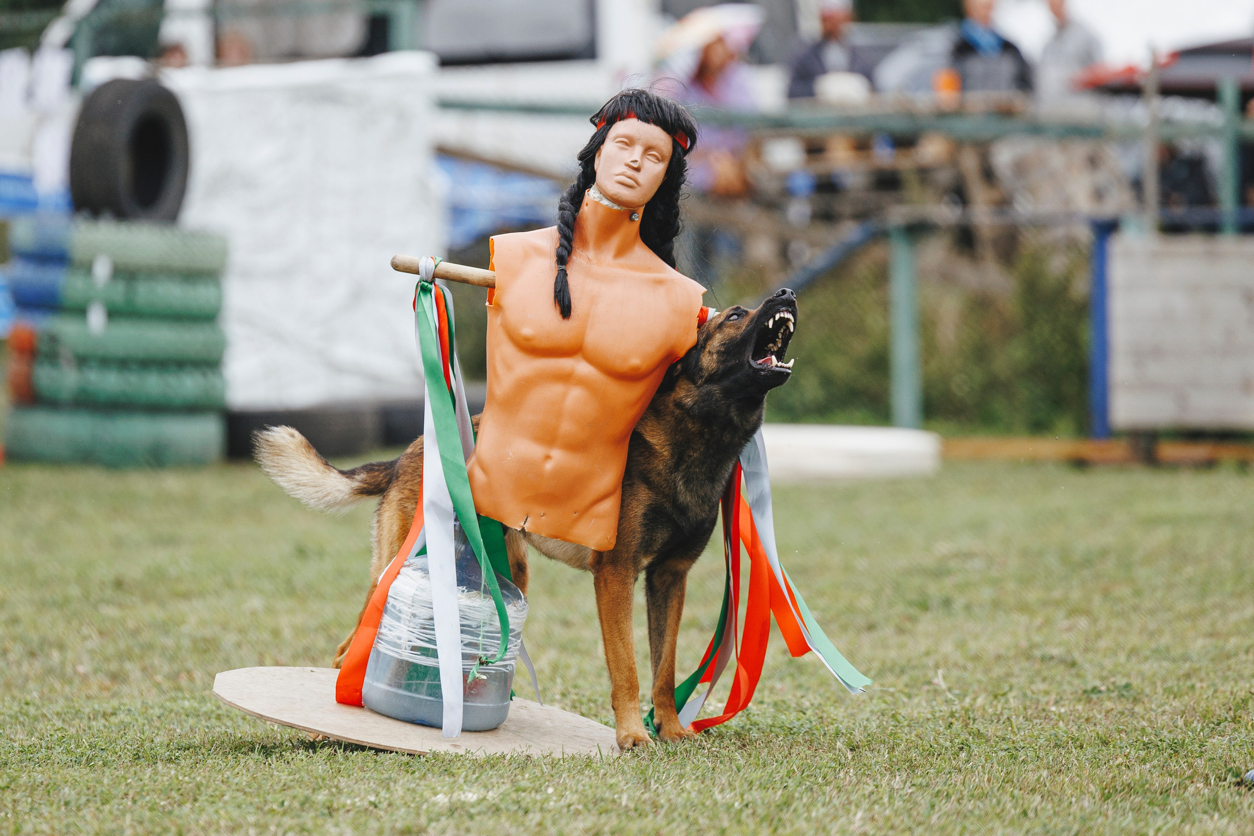 08.08.25-10.08.25 ЧР по мондьорингу г. Вологда. Фотограф-анималист Анна Маринич