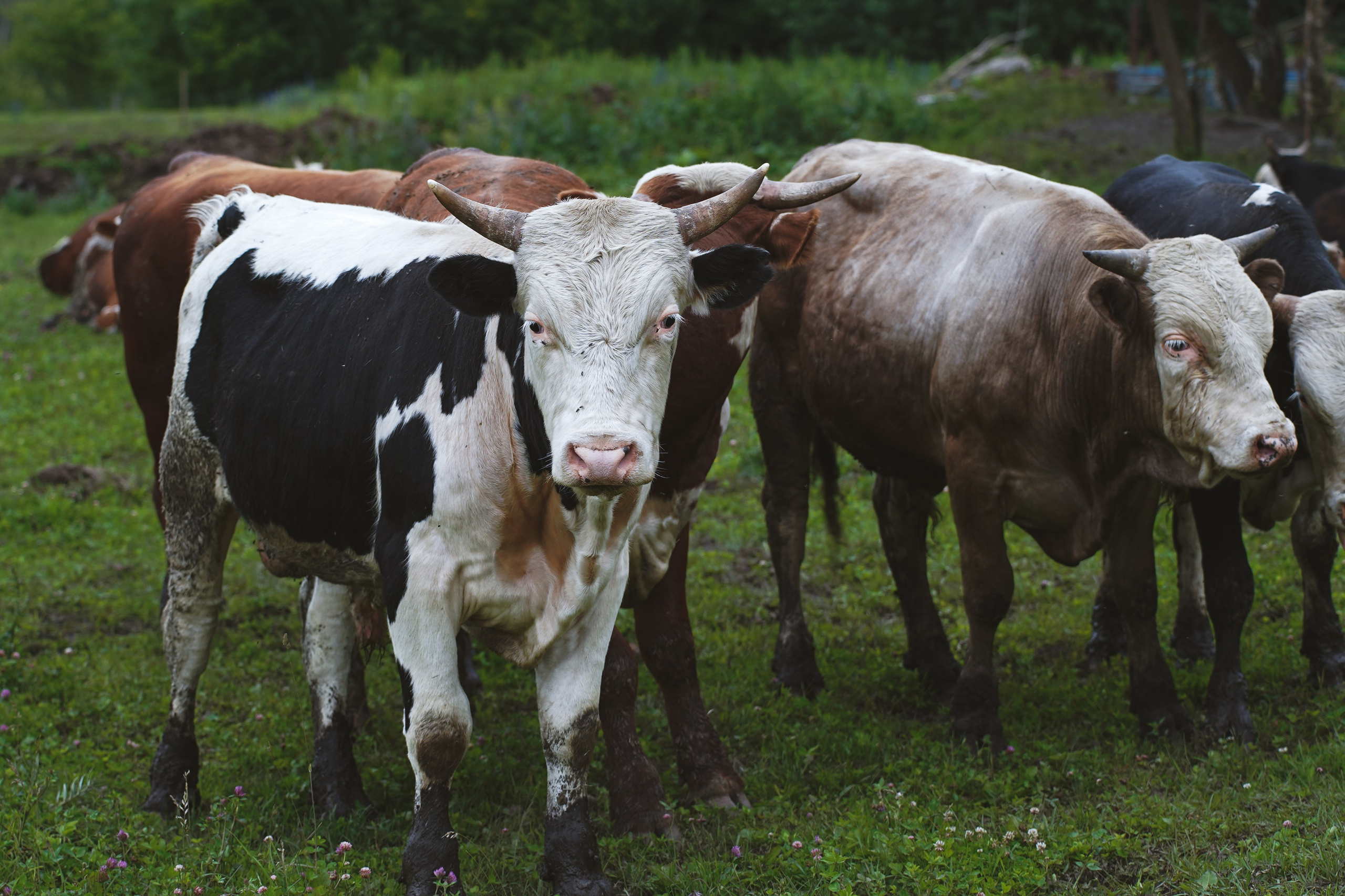 MOTHER EARTH. Фотограф и визуальный художник в Туле / Николай Рейзвих