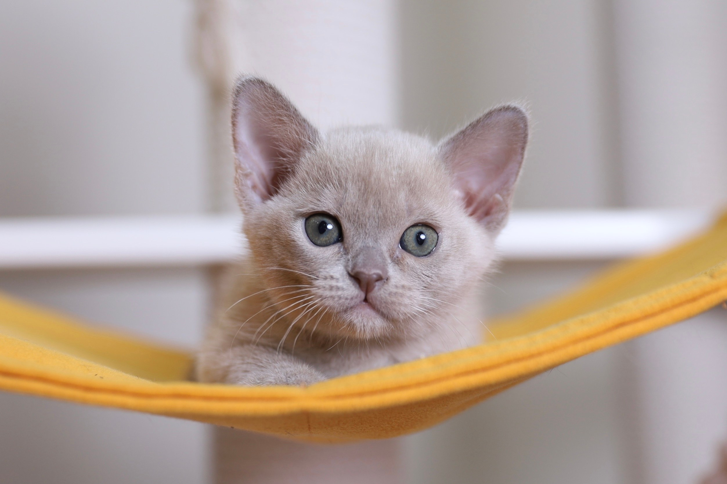 В. Cash. Cattery “Bouncy Life”