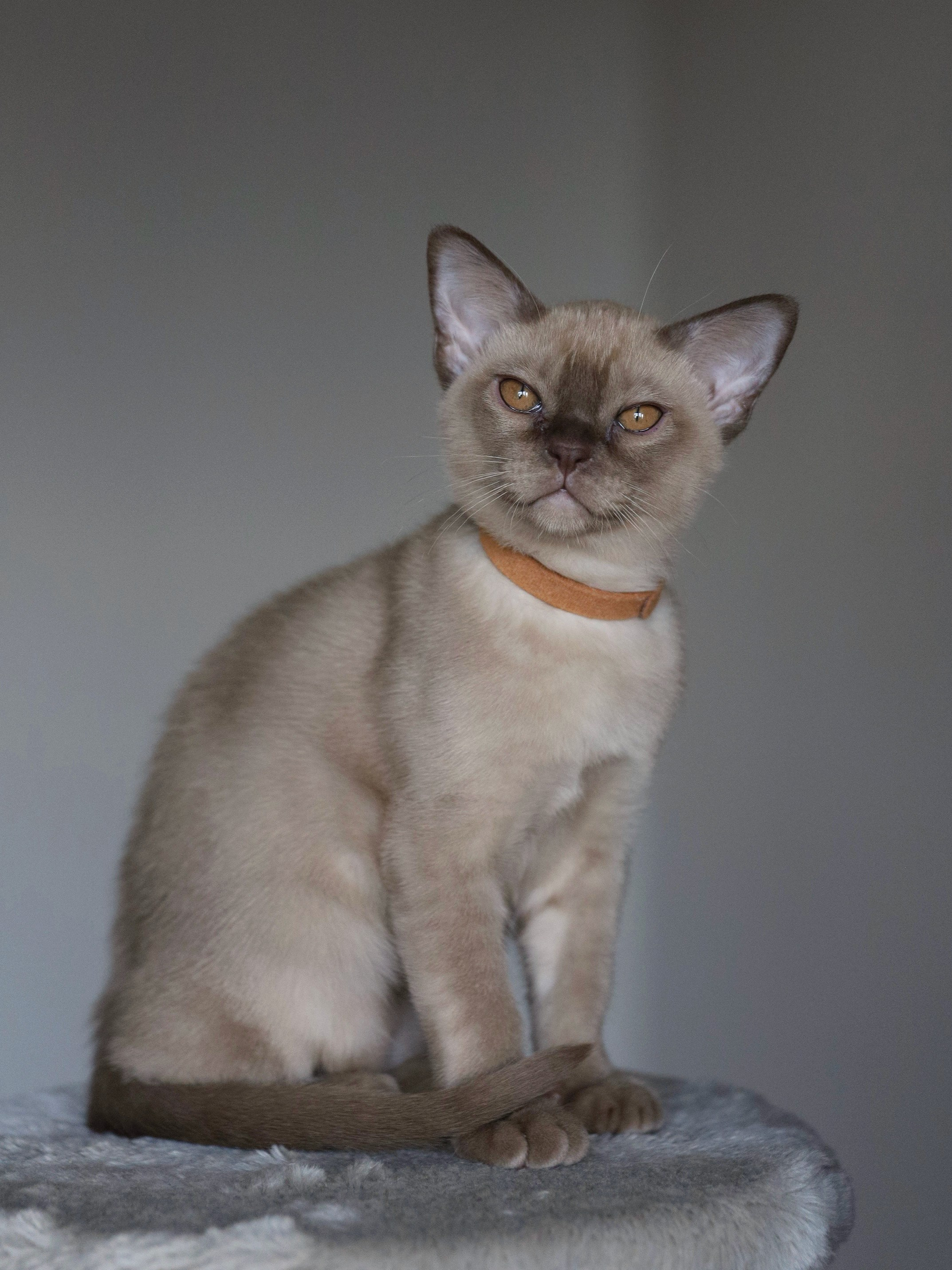 Casper. Питомник «Bouncy Life»
