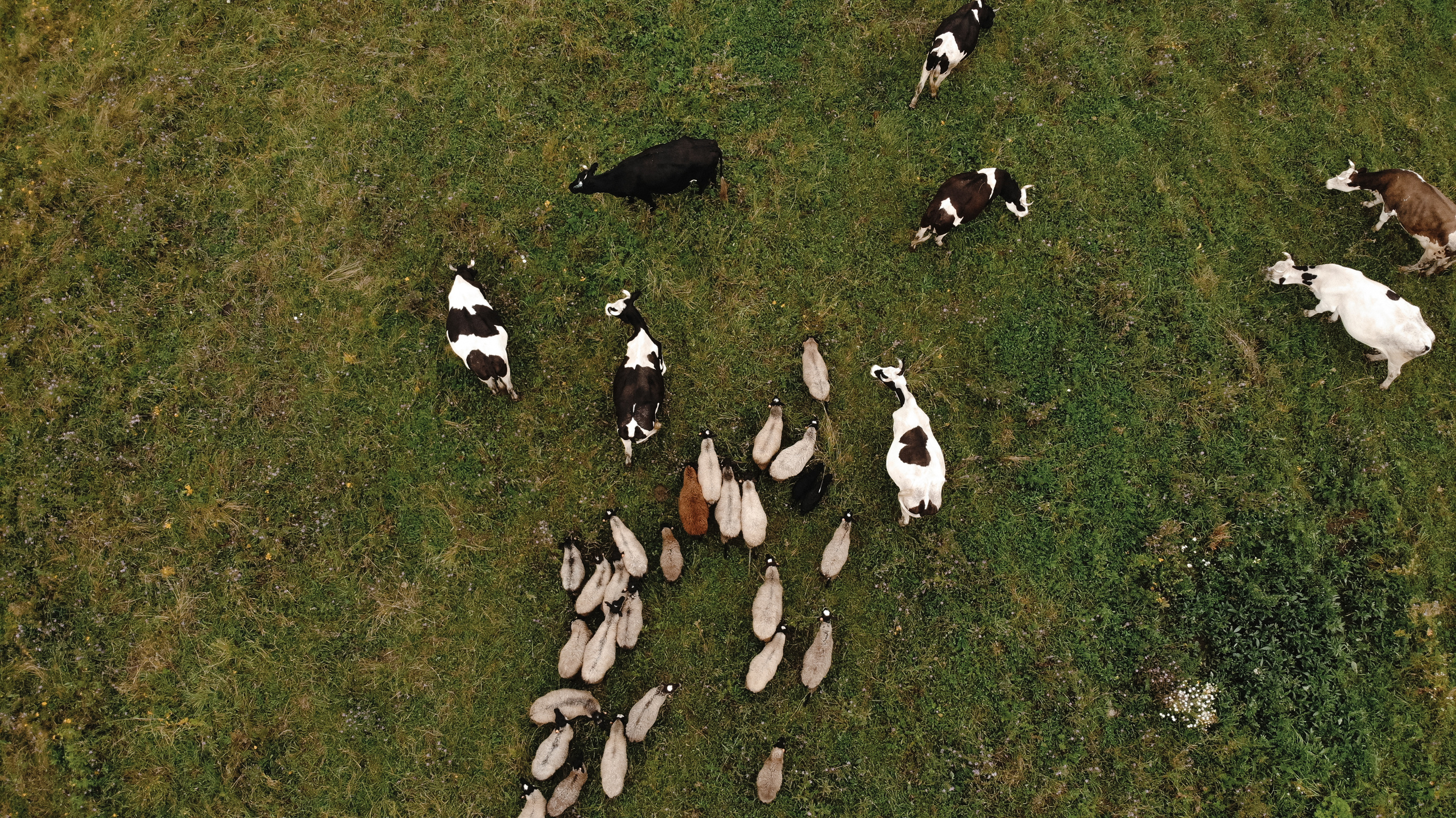 -А можно нам Имперский Марш? — Да меня ж уволят!. Свадебный фотограф в Москве и Балашихе