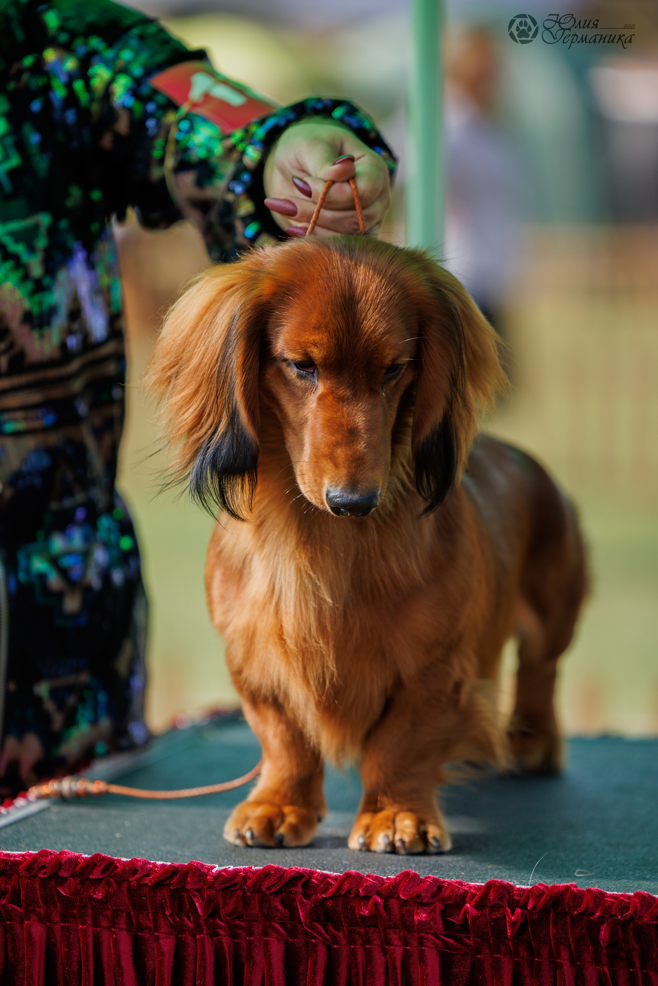 Армения,Ереван 3хCACIB 15-17.10.2024. Фотограф-анималист Юлия Германика