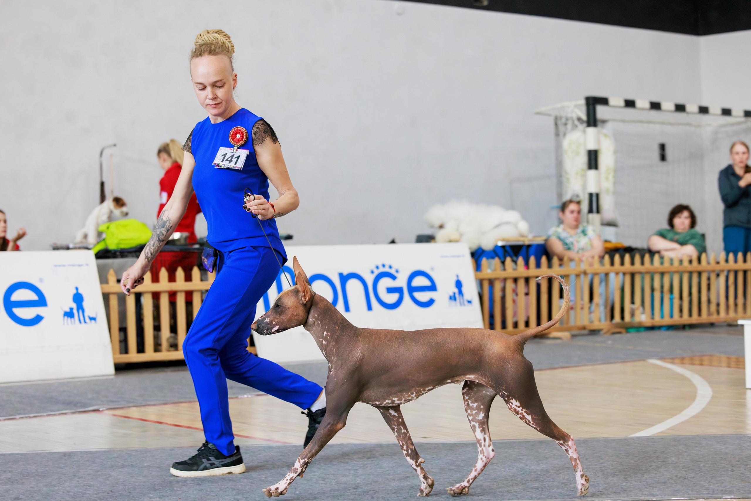 Ереван 2х CACIB 29-30.04.2025. Фотограф-анималист Юлия Германика