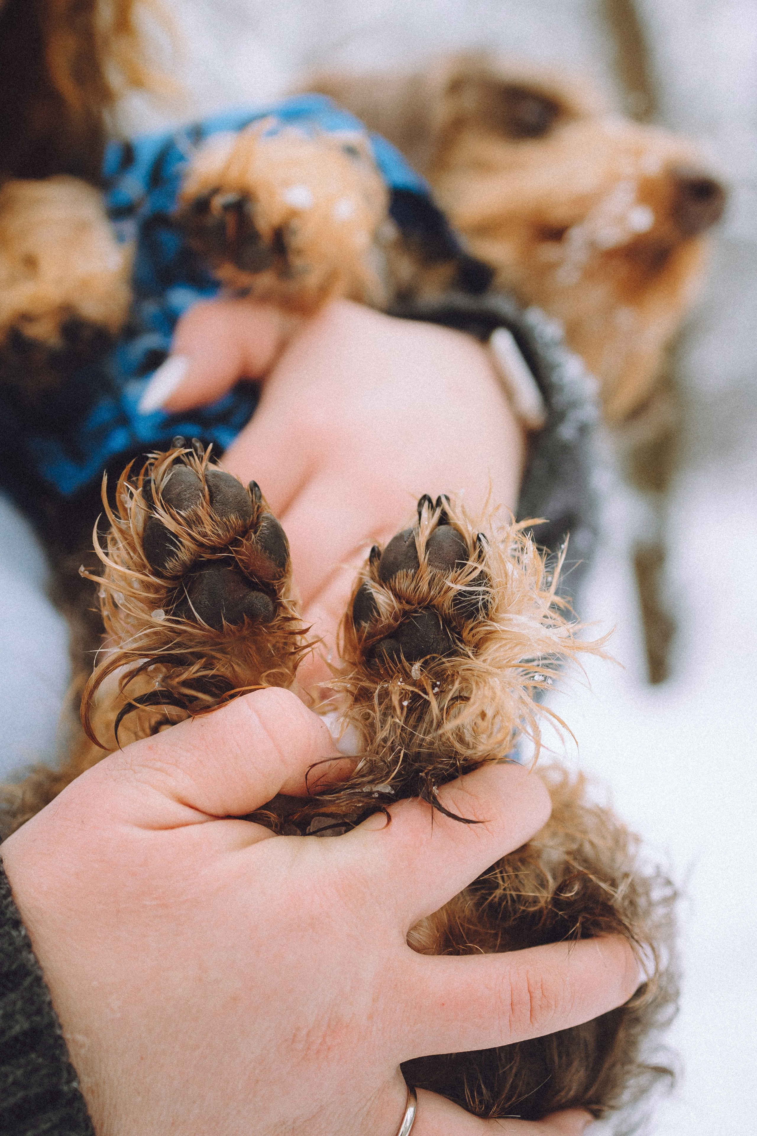 Каспер и его семья