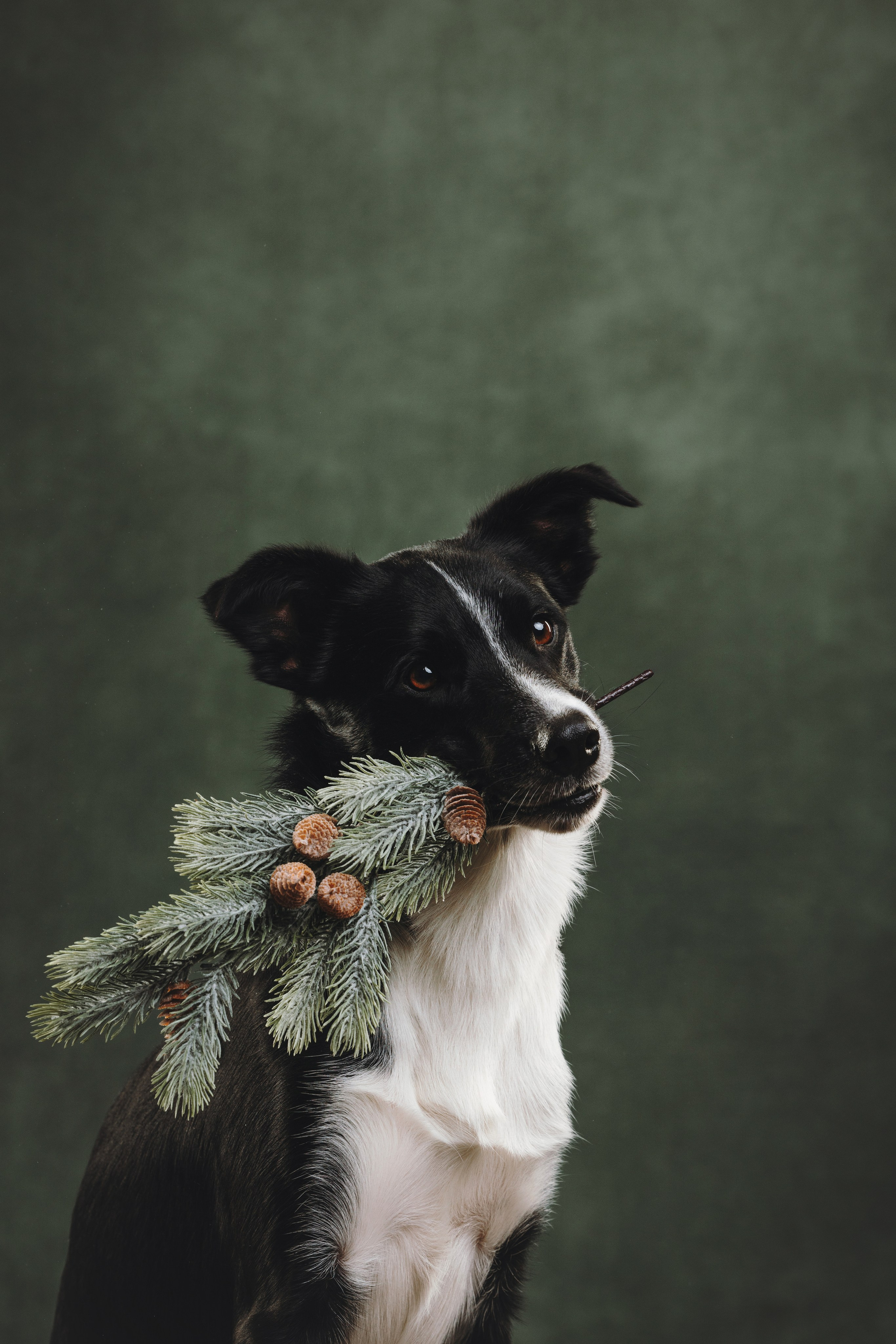 Бордер-колли. Фотограф анималист Осипчикова Мария