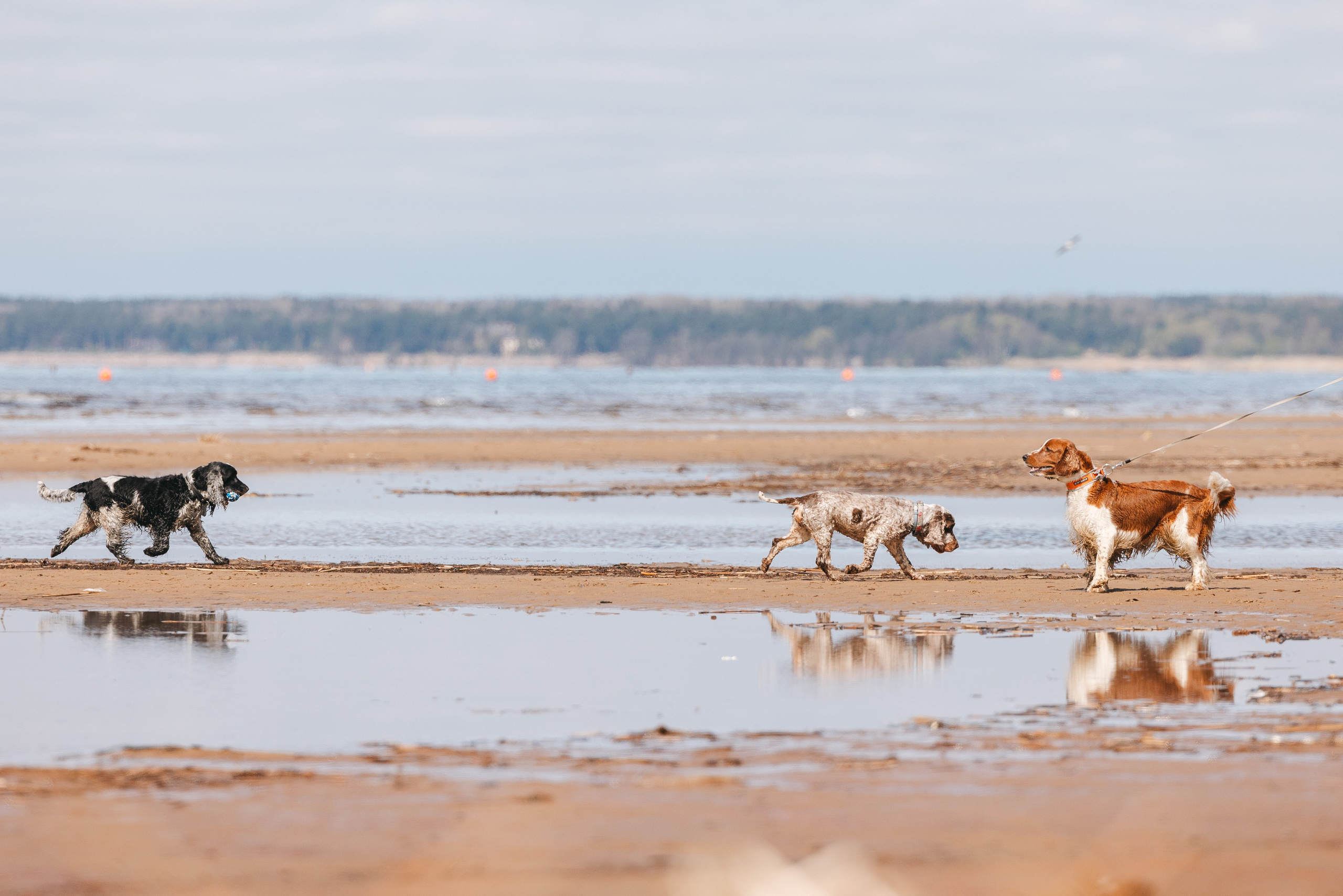 Спанимания. Фотограф анималист Осипчикова Мария