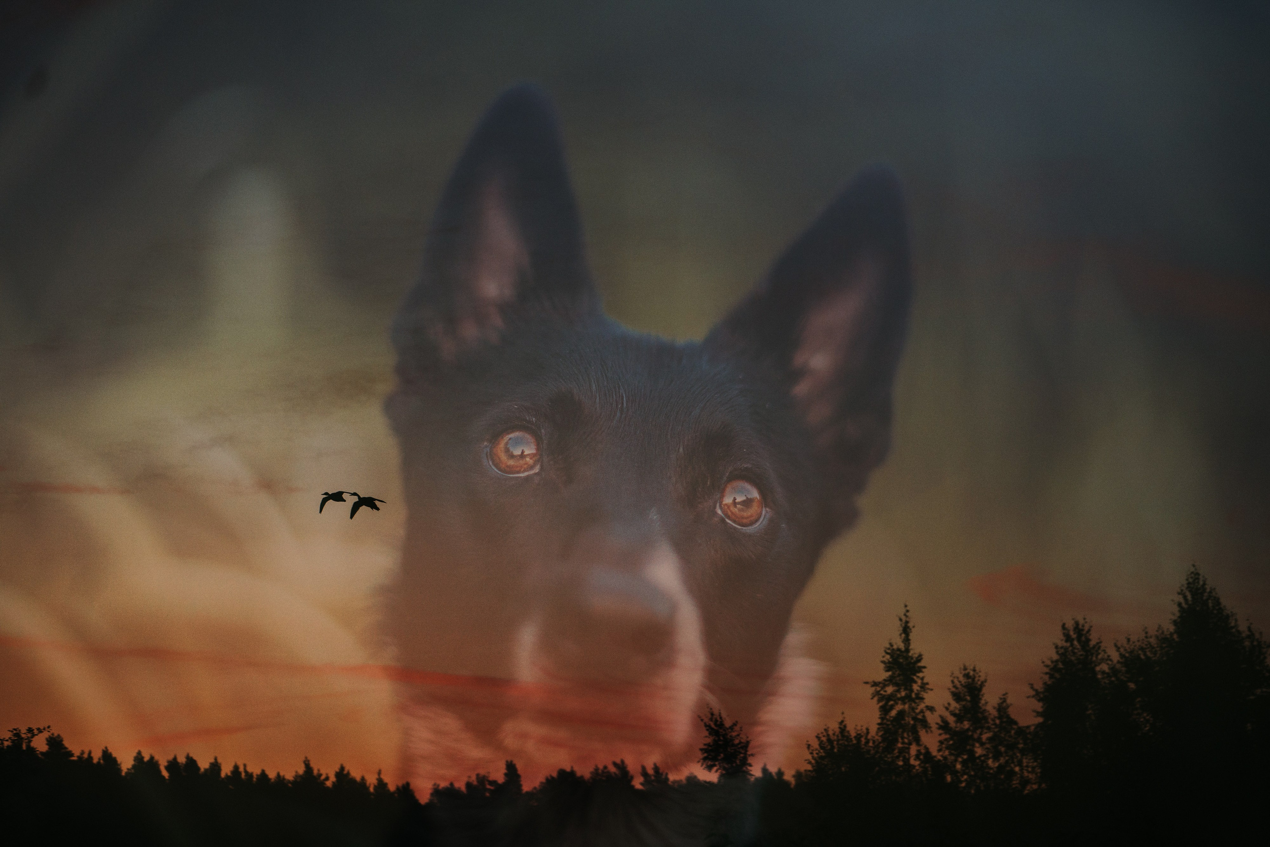 Катя, Сергей и Флинт. Фотограф анималист в Москве и Санкт-Петербурге Свиридова Анна