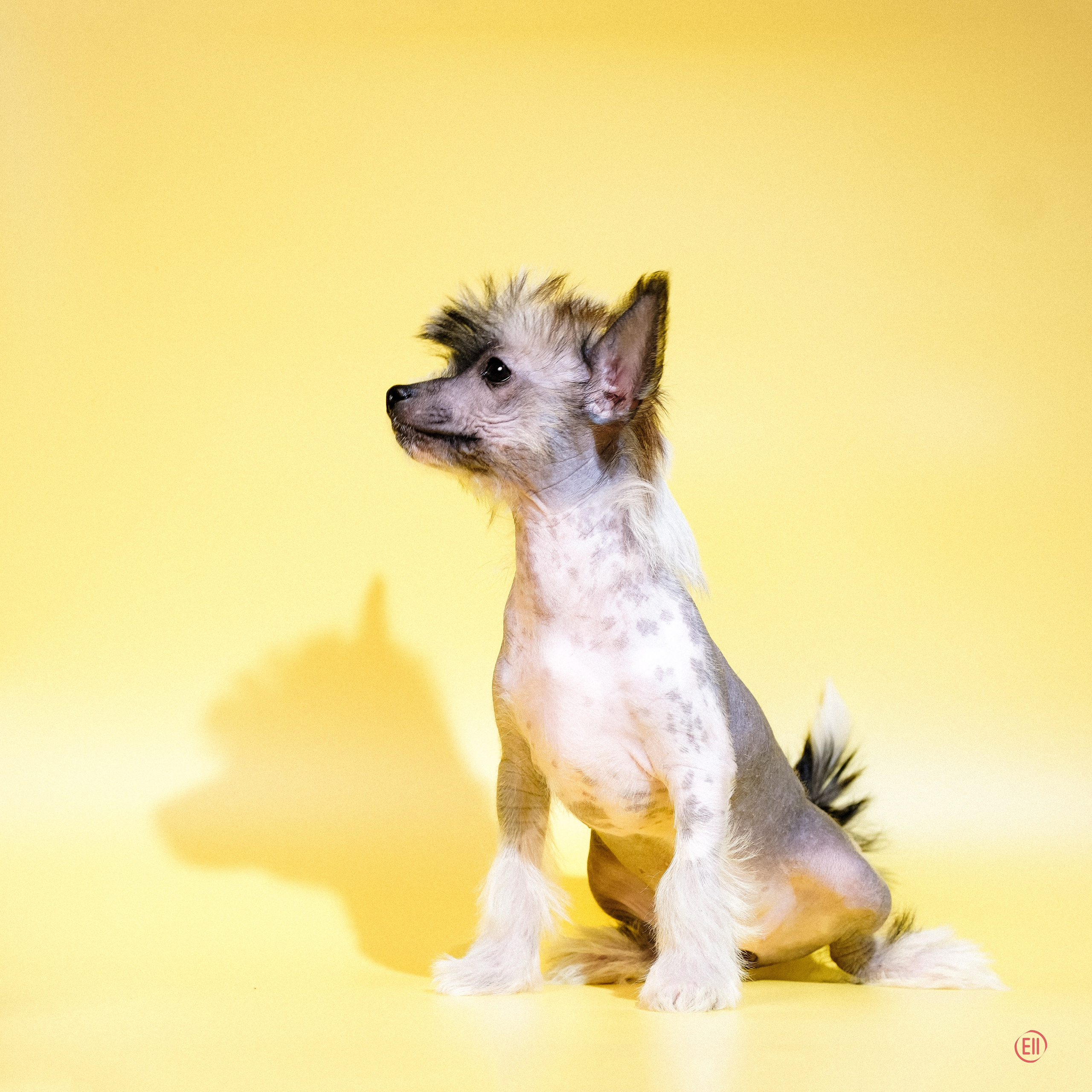 Poale Ell Deniz. Poale Ell Chinese Crested Dog Kennel: Buy a puppy from the kennel