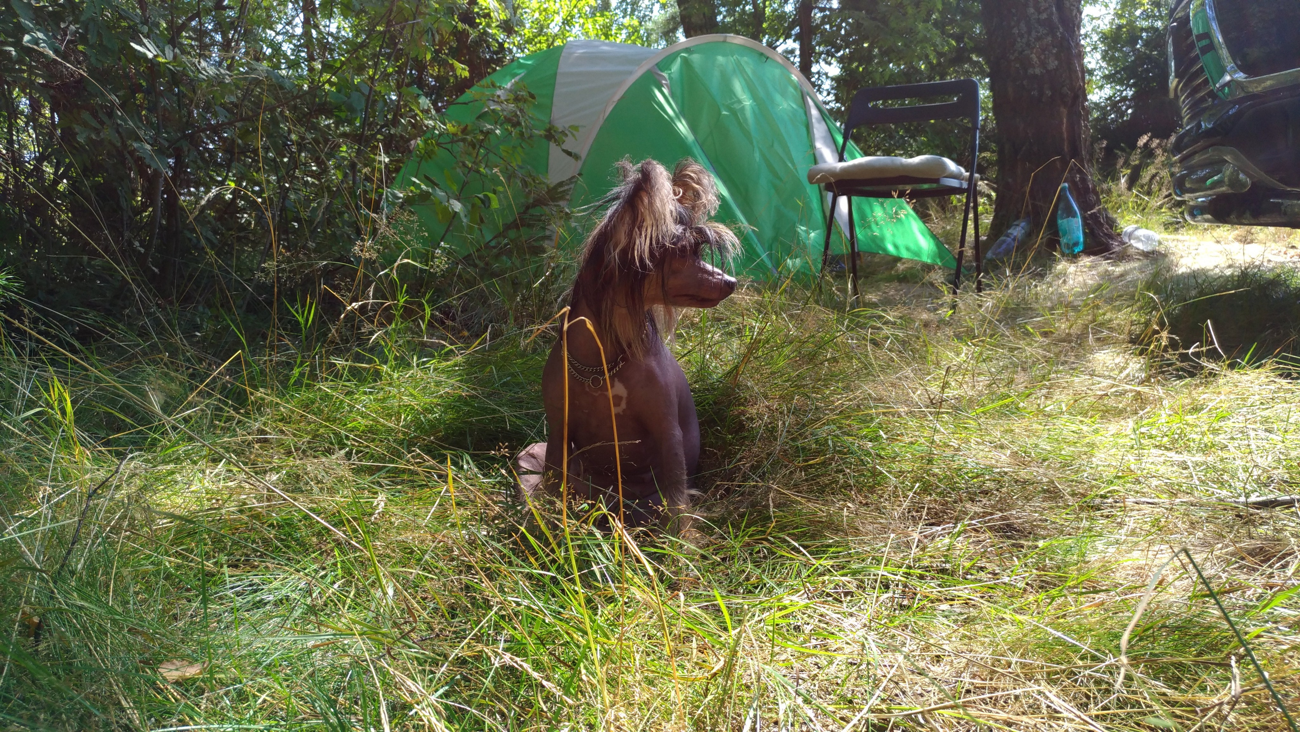 Hike to Konakovo. Poale Ell Chinese Crested Dog Kennel: Buy a puppy from the kennel