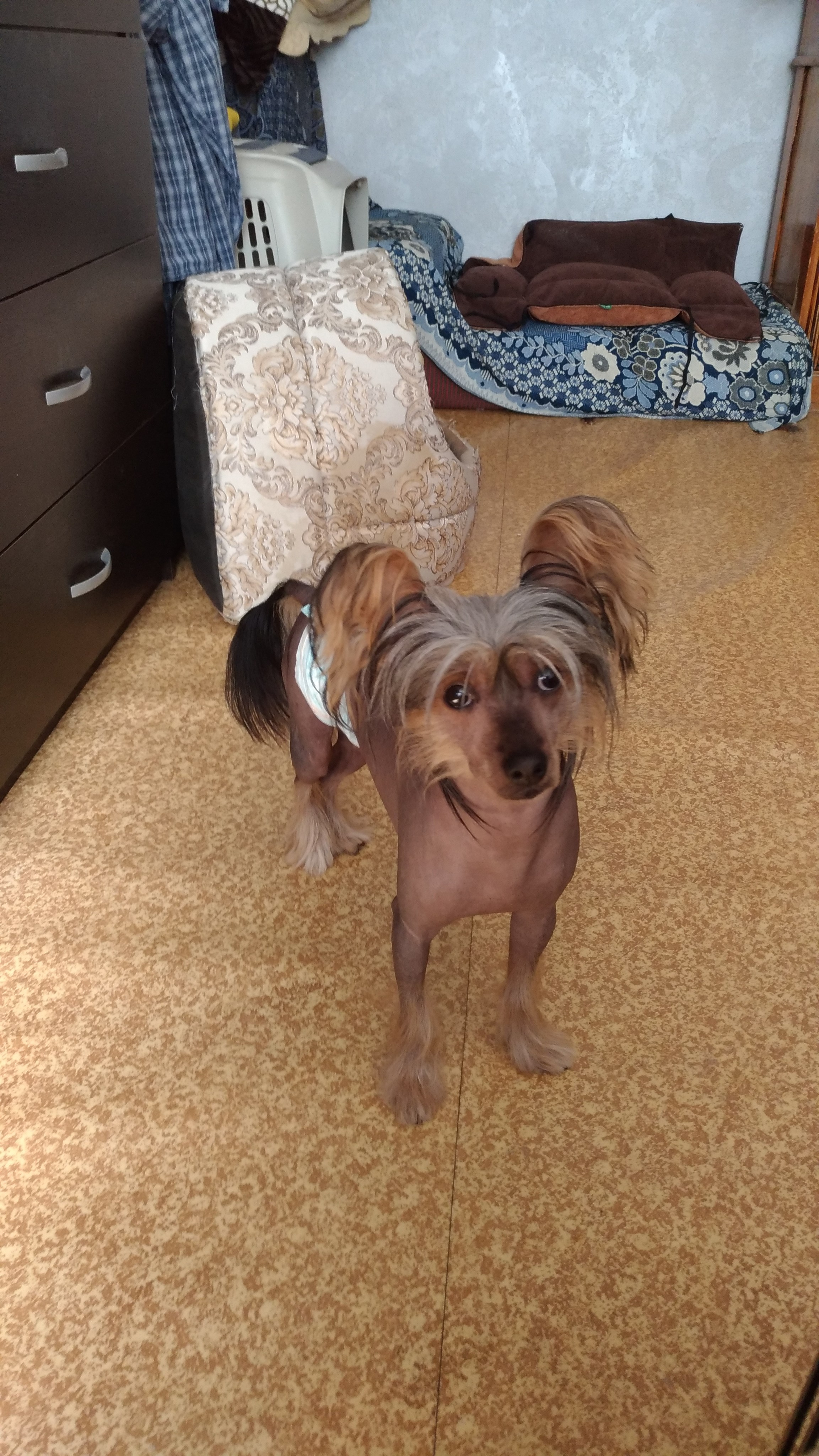 Адамусик милый малыш. Питомник китайских хохлатых собак Poale Ell: купить щенка в питомнике