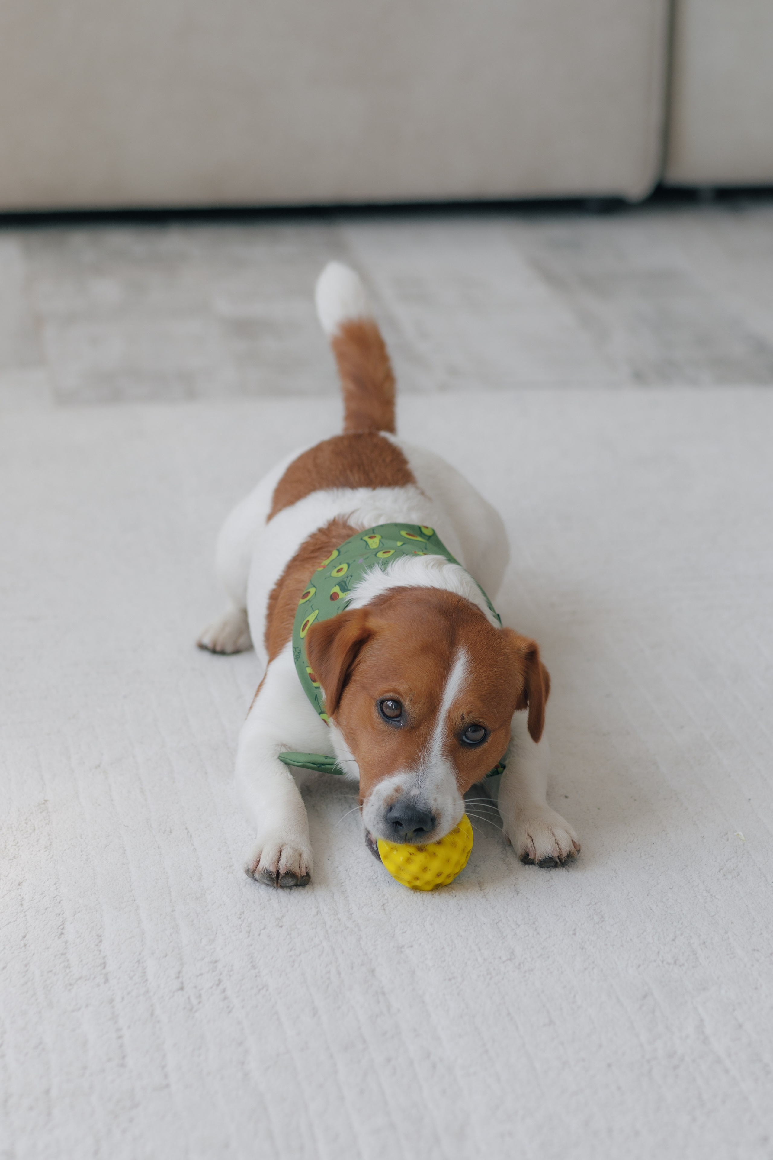 Счастье имеет хвост и мокрый нос. Свадебный и семейный фотограф в Перми Дергачева Кристина