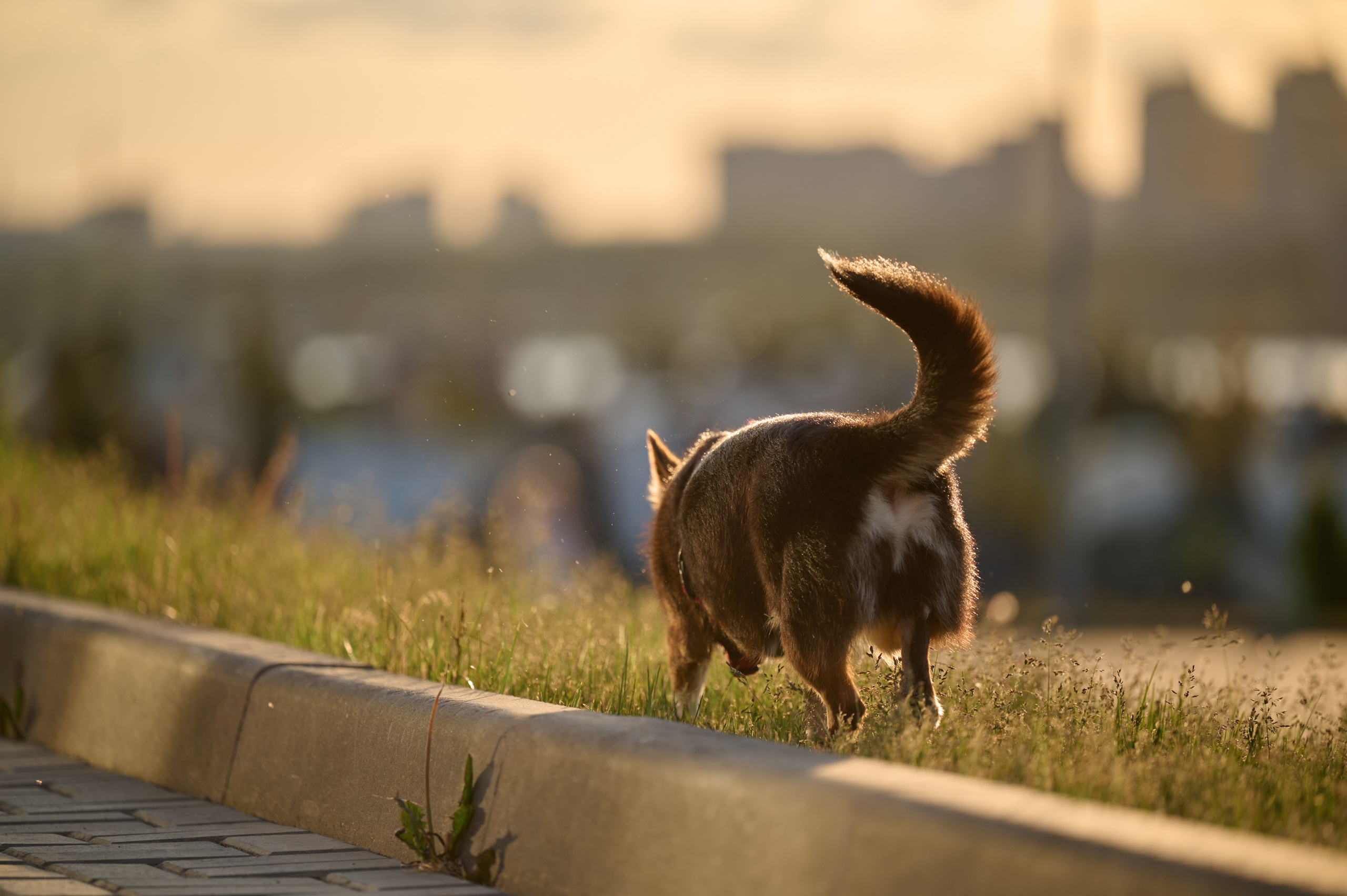 Ренита и Егор с Фокси и Пени. Фотограф анималист в Казани Алина Сулейманова. Фотограф животных
