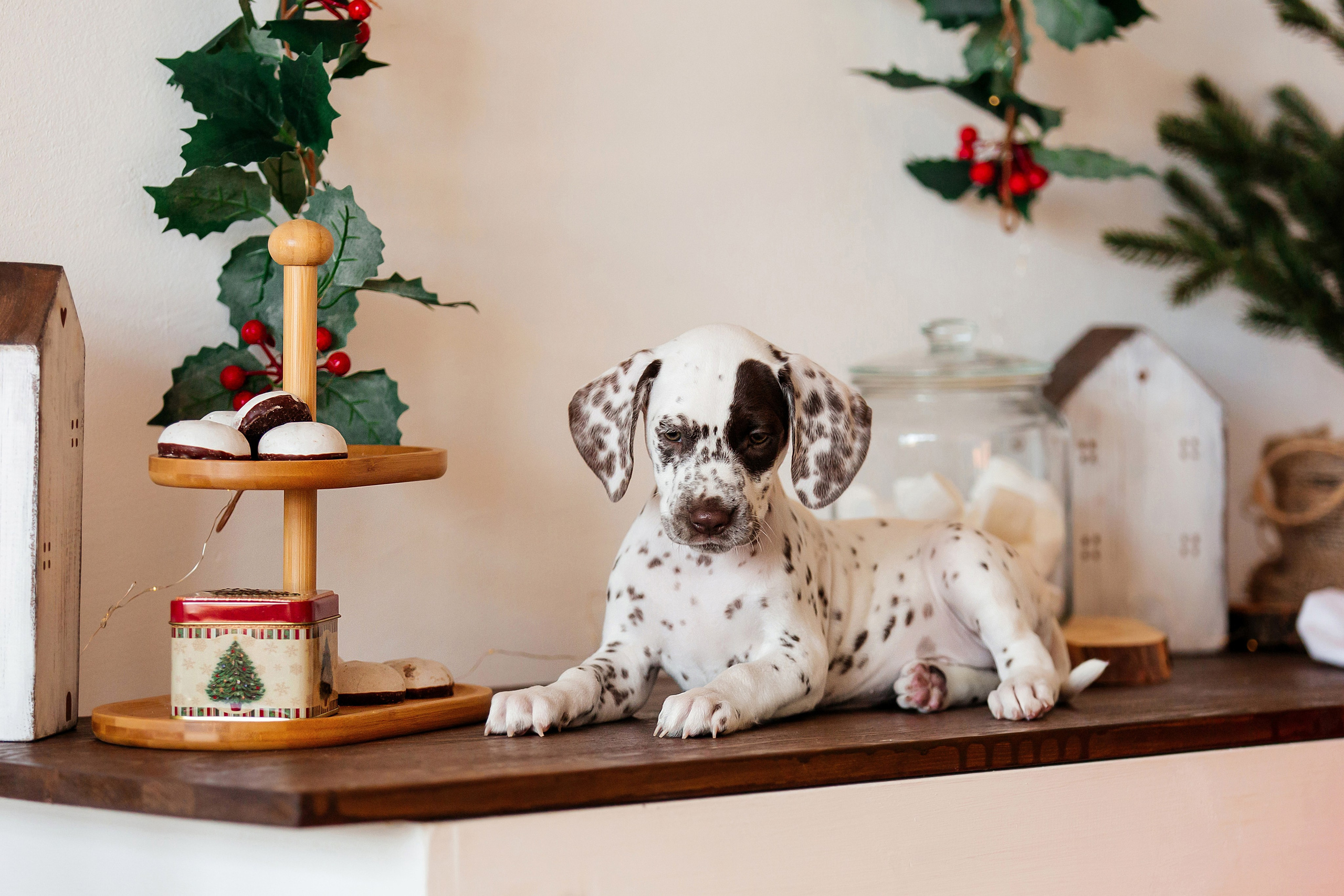 Далматины в новогодней фотостудии. Фотограф-анималист в Краснодаре Маша Мельникова
