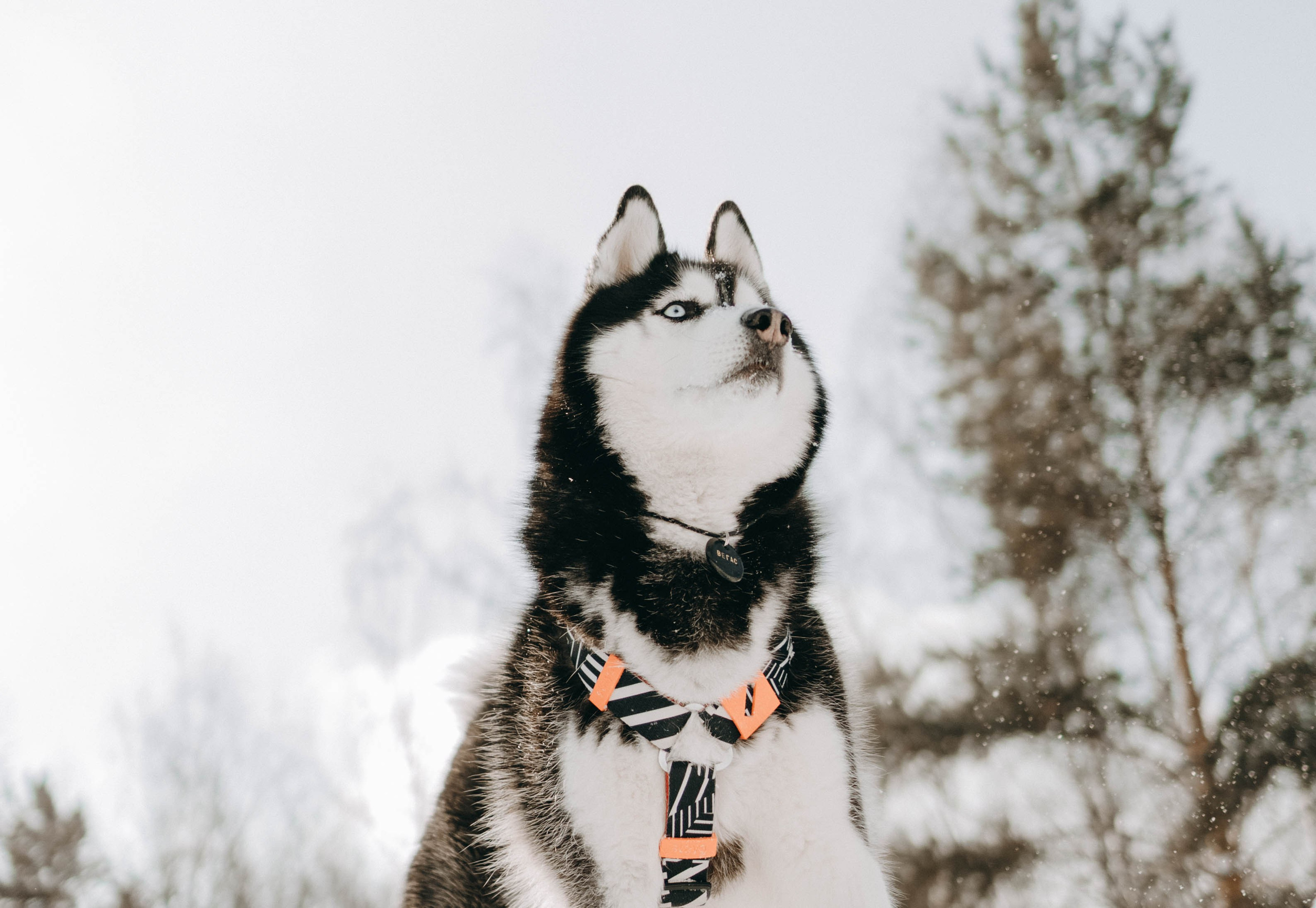 Анна и Вегас. Фотограф-анималист в Екатеринбурге | Кристина