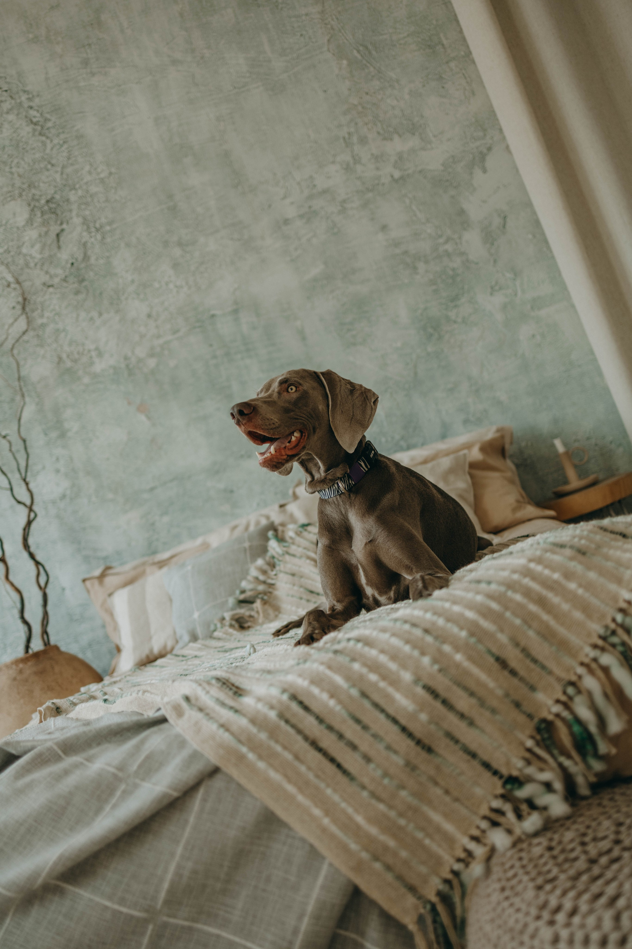 Фотосессия в студии с собакой. Фотограф-анималист в Екатеринбурге | Кристина