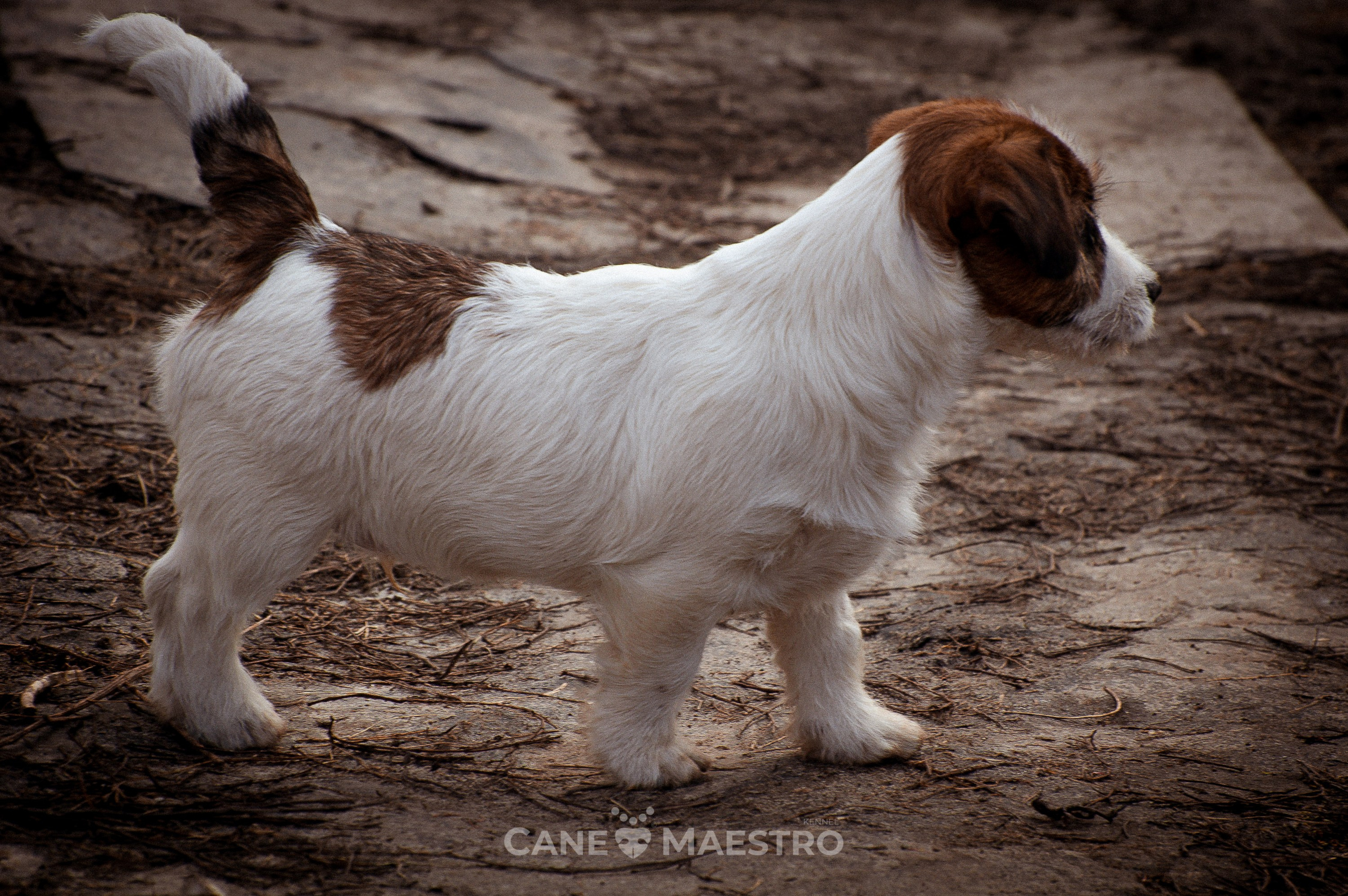 Мальчик 2. Кобель бело-рыжий. Джек рассел терьер щенок. КАНЕ МАЭСТРО — питомник Джек рассел терьеров