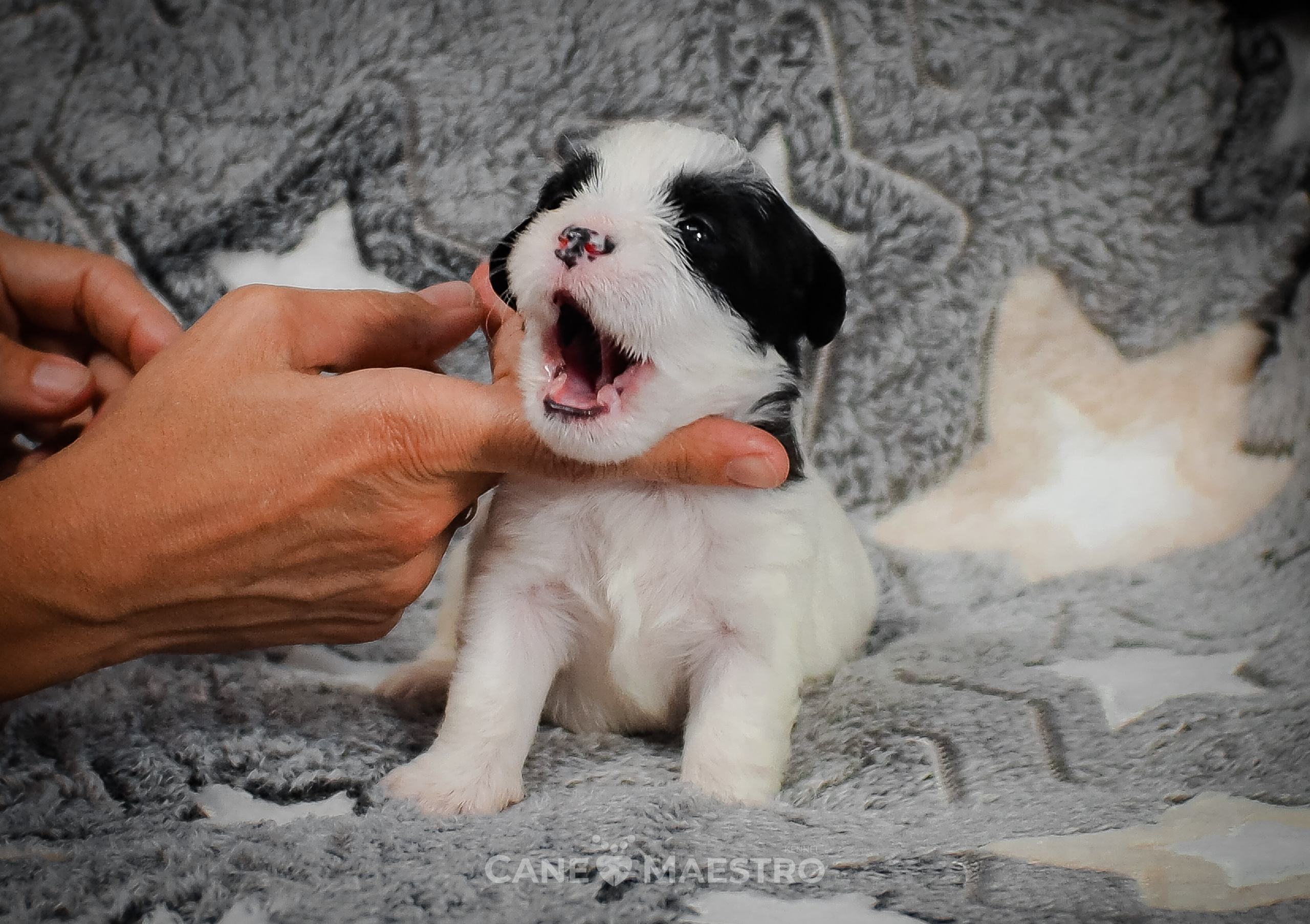 КОБZ_4_ЧБ_27_08_25. CANE MAESTRO — kennel Jack Russell Terrier