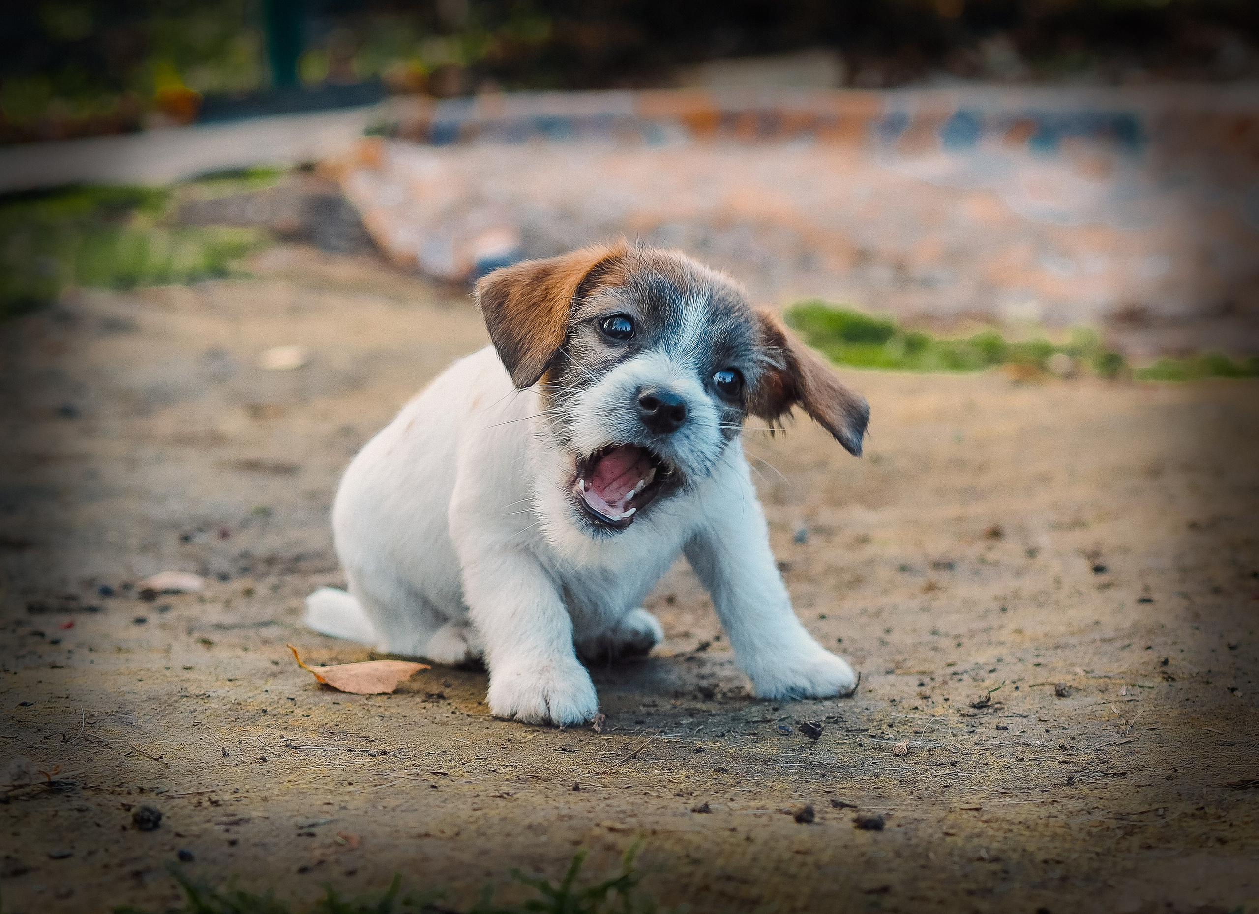 X_female_2_b-t. CANE MAESTRO — kennel Jack Russell Terrier