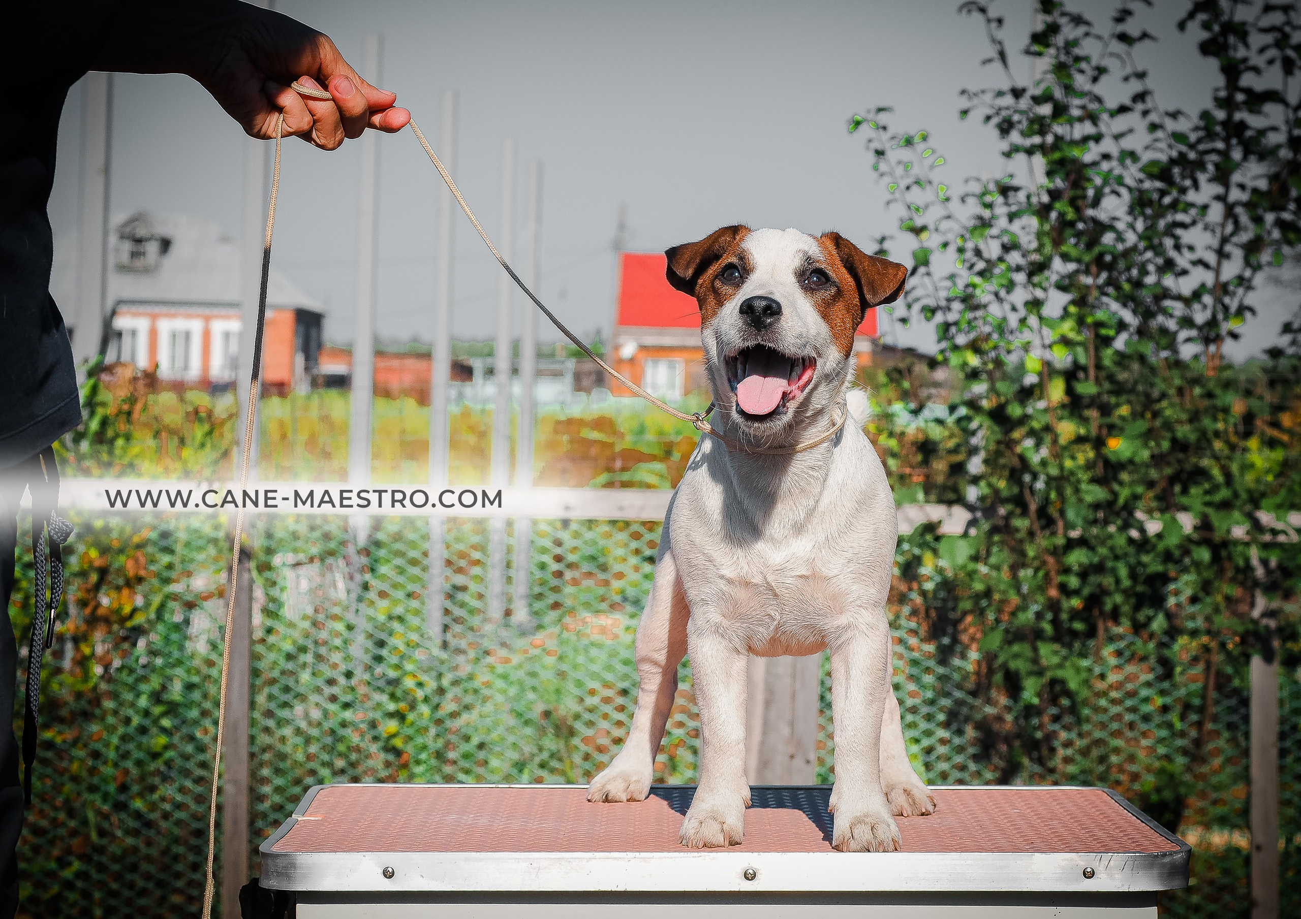 Щенок Джек-рассел-терьер. КМ ФЕРИТЕЙЛ. Гладкий джек рассел. Девочка№1. КАНЕ МАЭСТРО — питомник Джек рассел терьеров