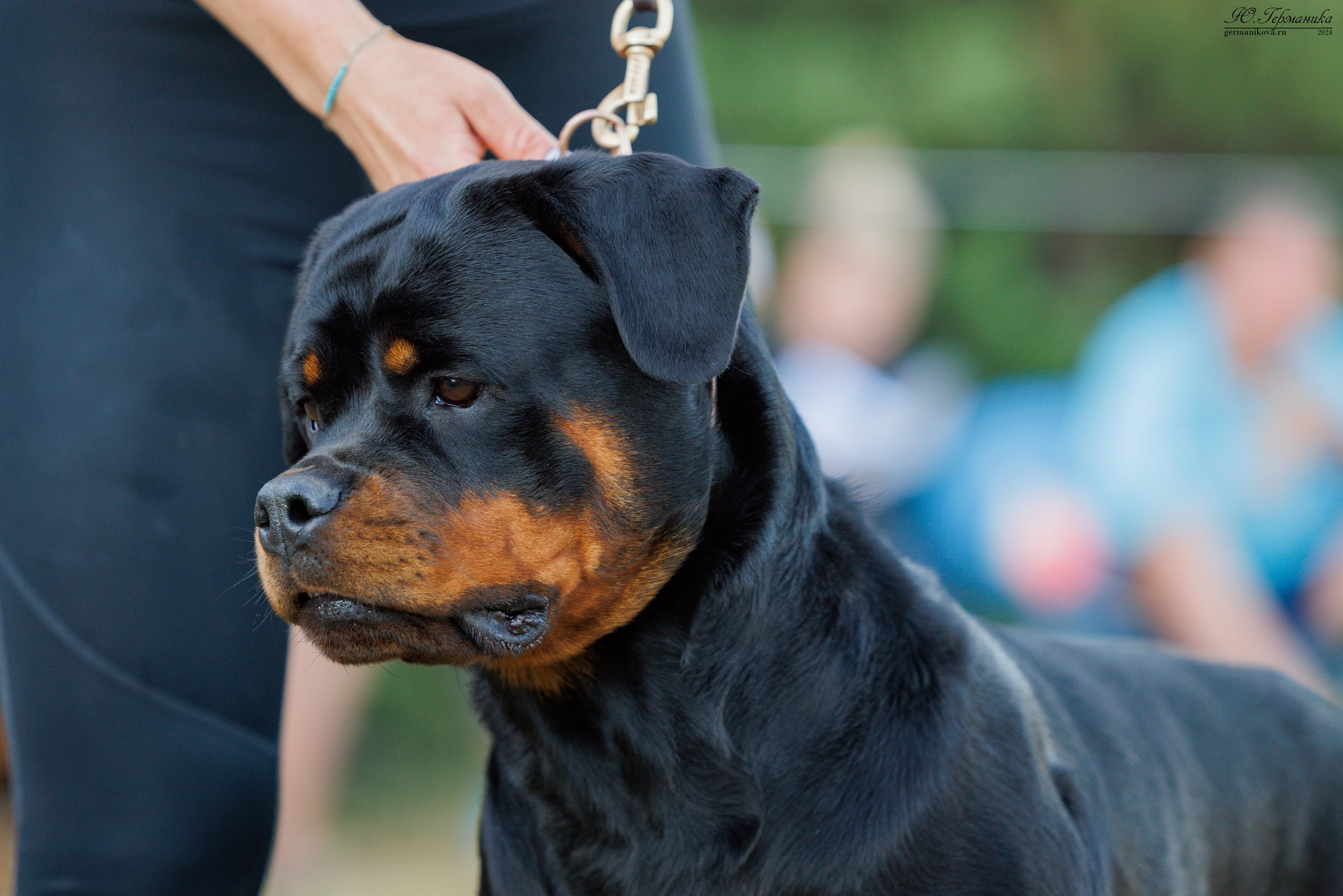 ПК и КЧК ротвейлеры Тверь 6-7.07.2024. Фотограф-анималист Юлия Германика