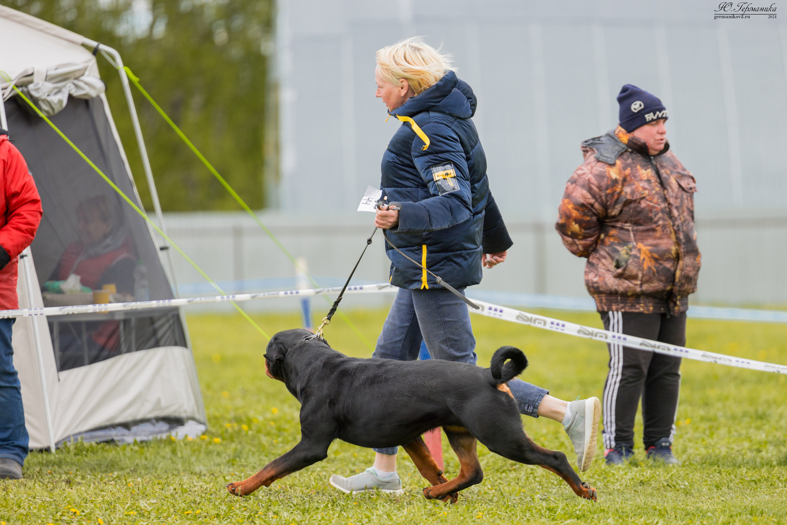 Нижний Новгород 11-12.05.2024 моно ротвейлеров. Фотограф-анималист Юлия Германика