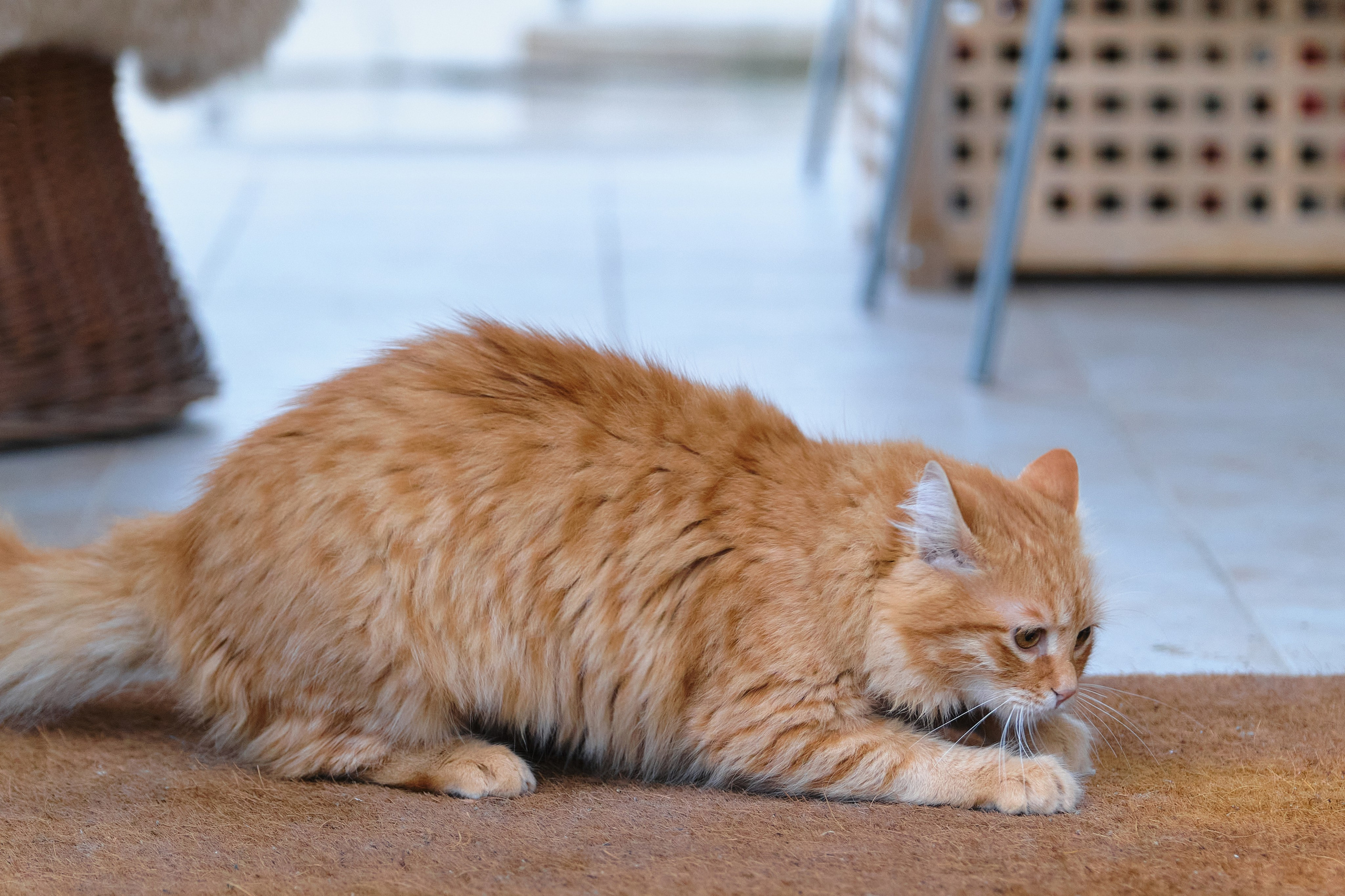 Cyprus > 2023 / kat. Aleksandr Kobtsev