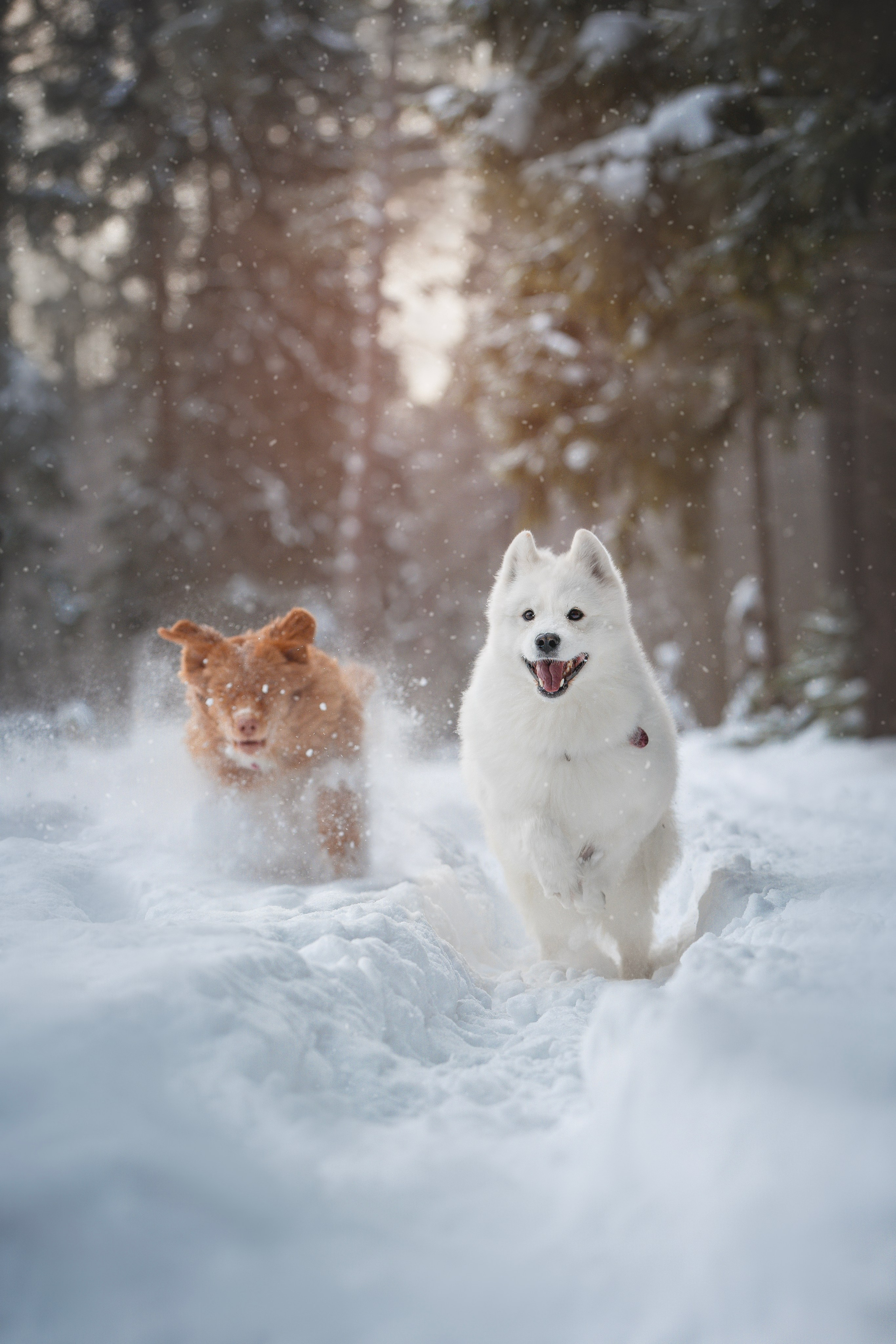 Руби, Николь, Кирилл и Мила. Фотограф анималист в Москве Майорова Евгения