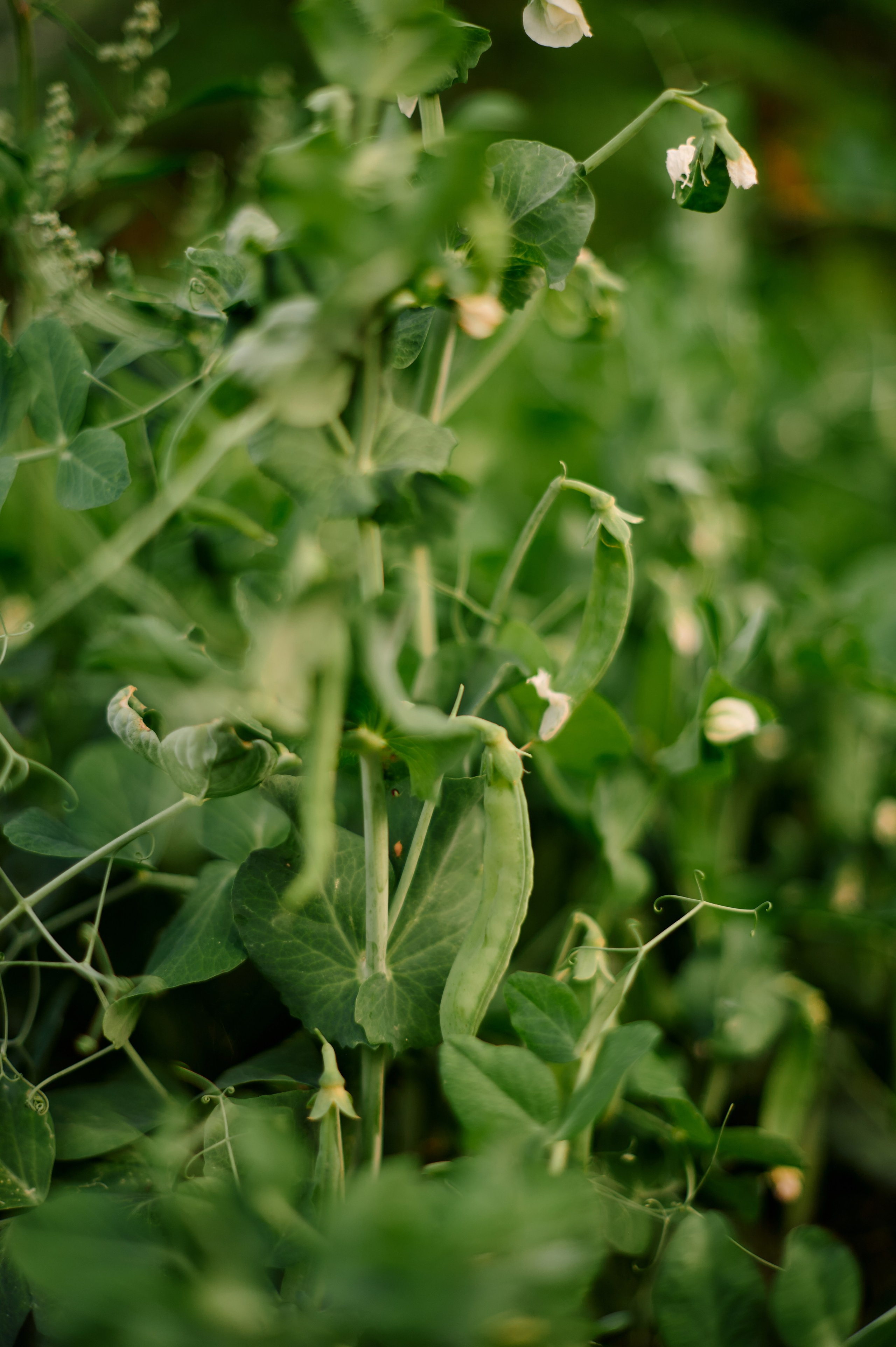 ОГУРЦЫ, ТЕПЛИЦА, САД :). Свадебный и семейный фотограф РИТА БОЧКАРЁВА