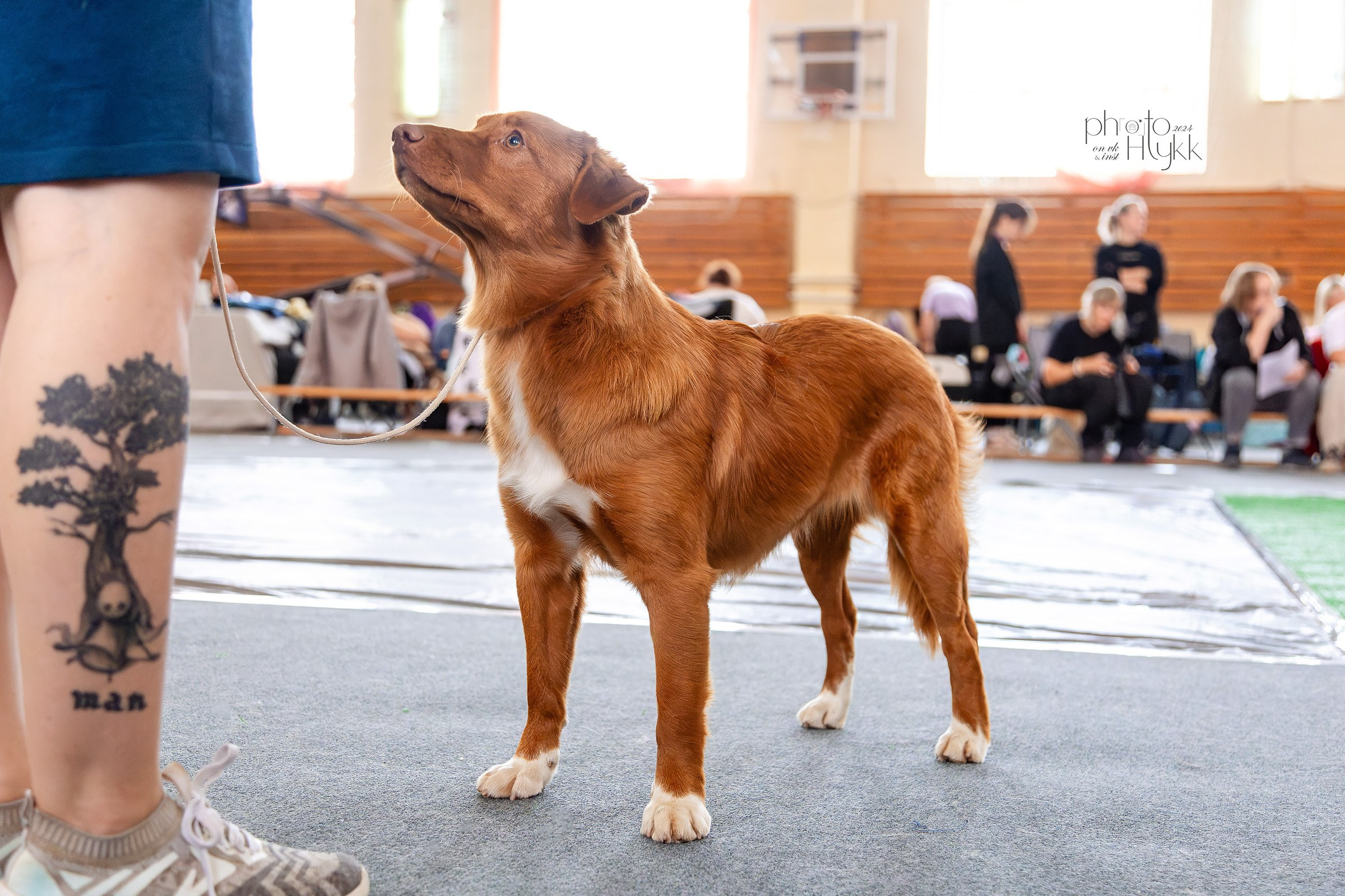 11 августа 2024, Выставка РКФ, г. Ижевск. Htykk_photo