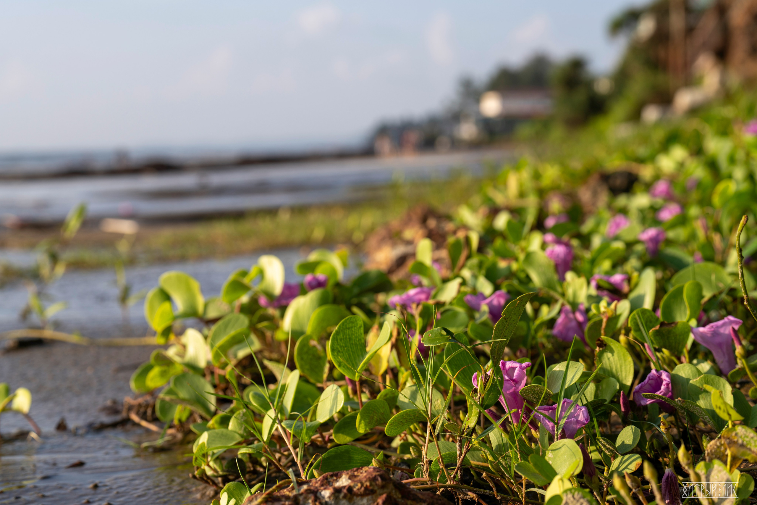 Гоа-Мумбаи. Фотограф-путешественник Самойлов Максим «Sly Fox»