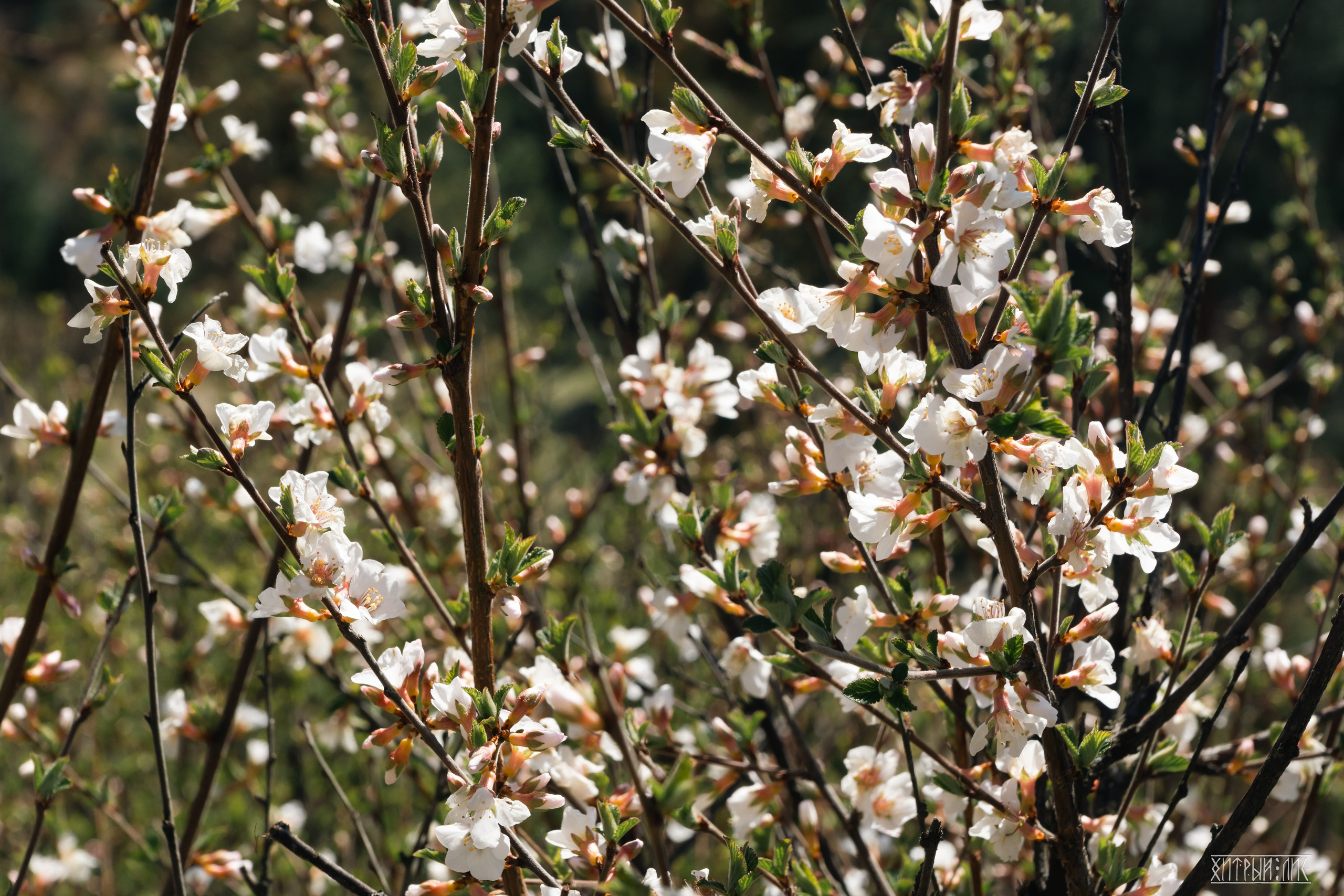 Алтай. Фотограф-путешественник Самойлов Максим «Sly Fox»