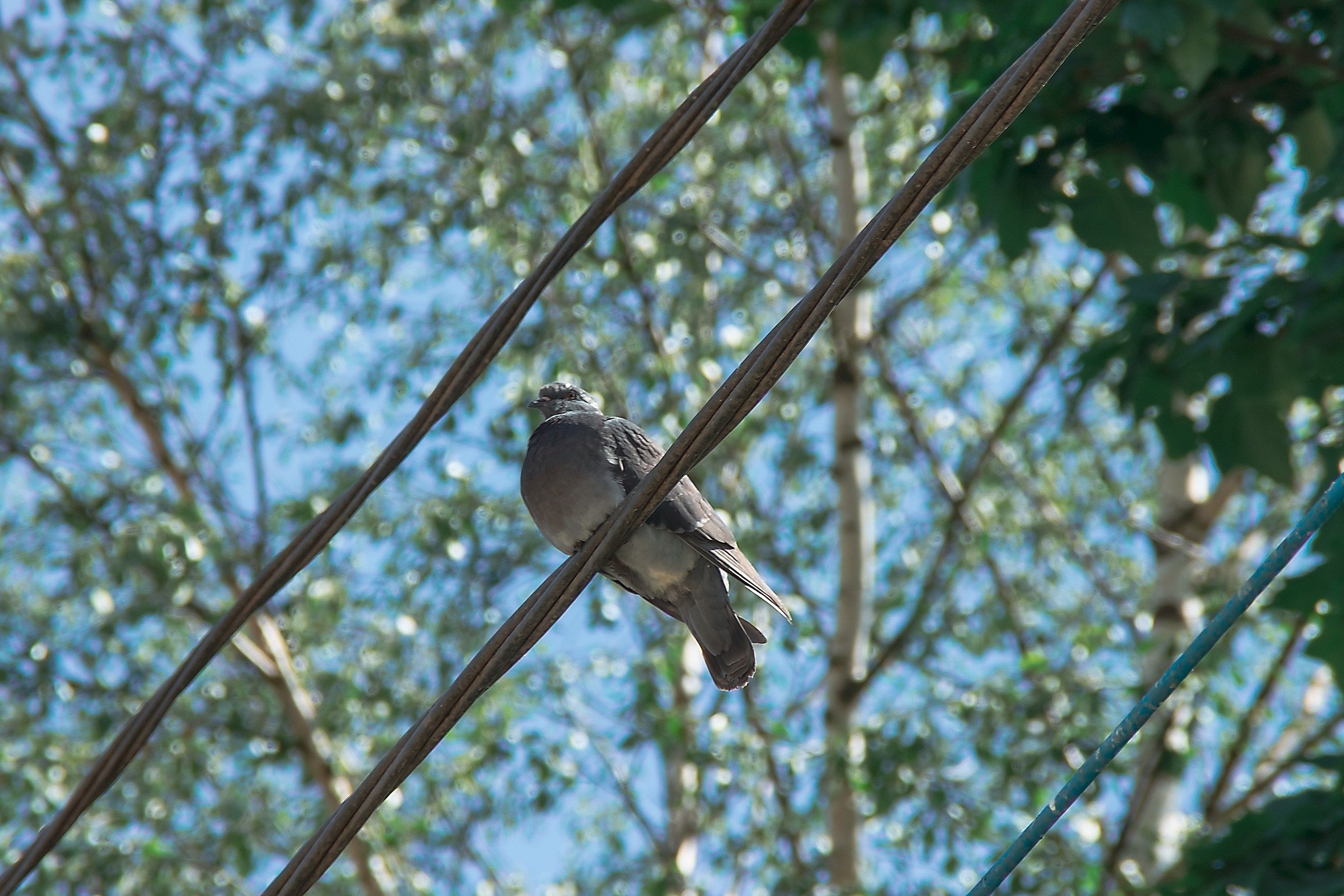 Наш Дом — Земля. Аmat Victoria Сuram