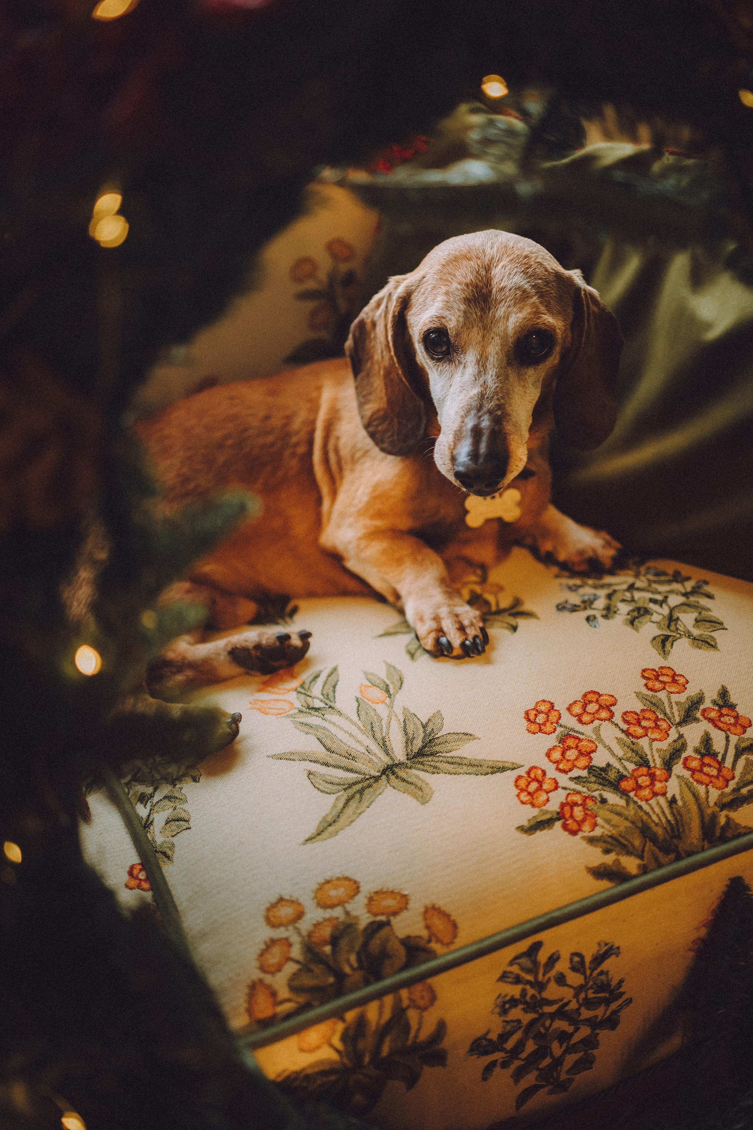 Груша, Данни, Фунтик и их семья