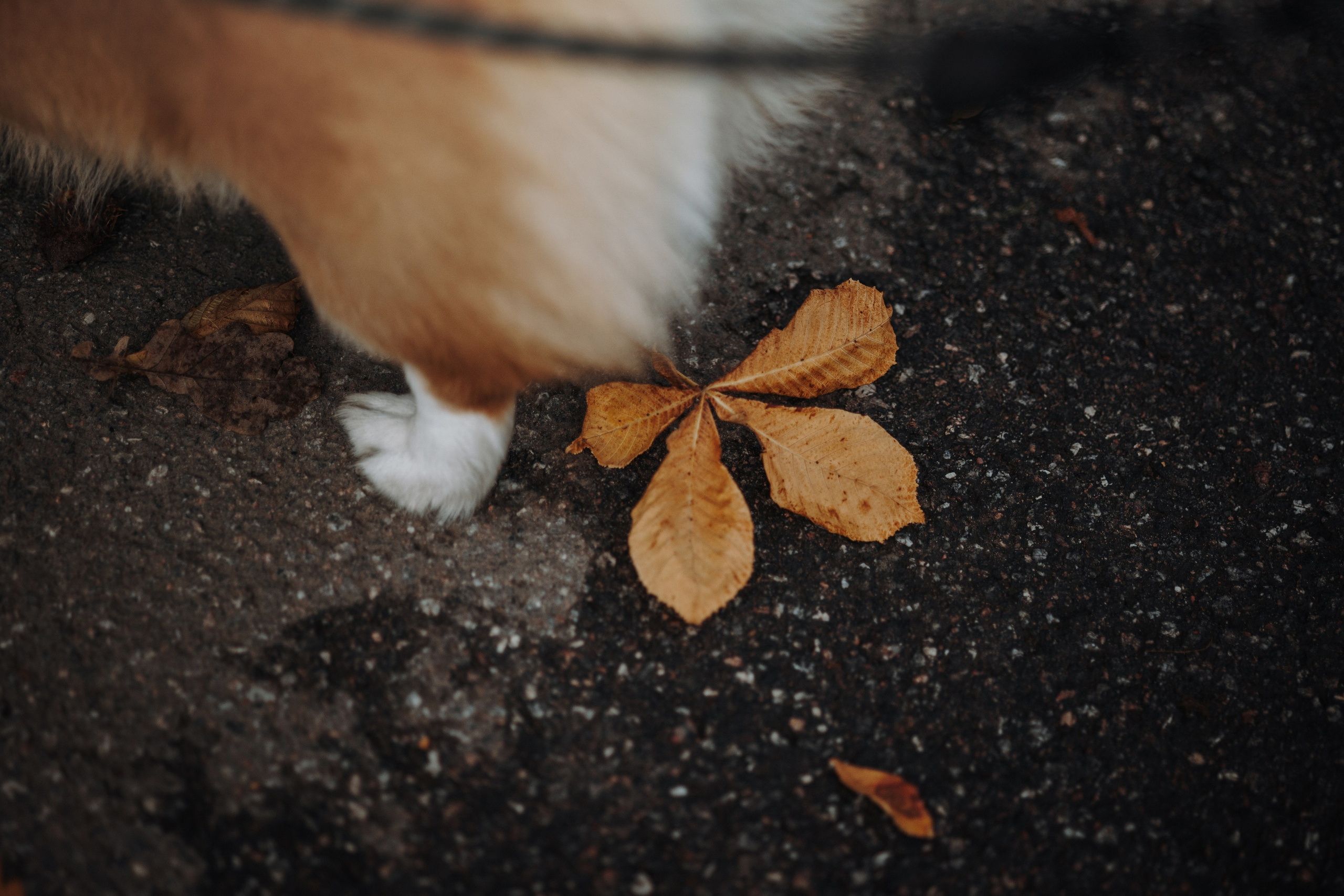 Юля и Терри. Фотограф — Анималист | Санкт-Петербург