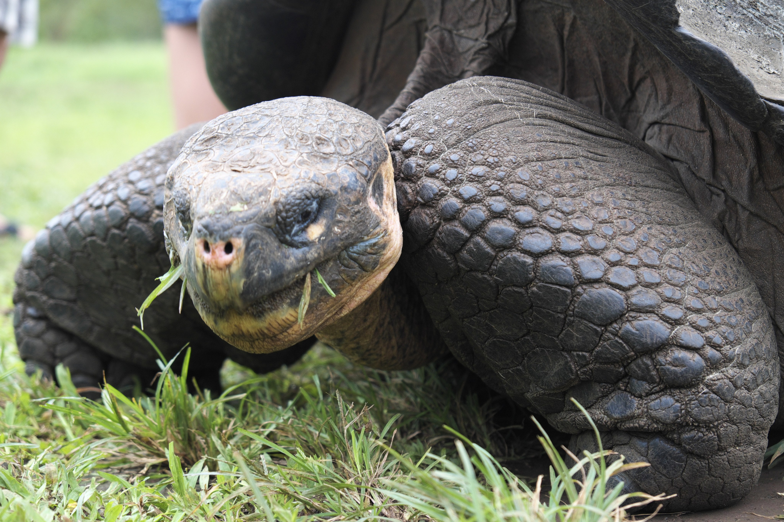 Животные. ПОБУДЬ ЗДЕСЬ И ЦЕЛЕЕ БУДЕТ ЭТОТ МИР