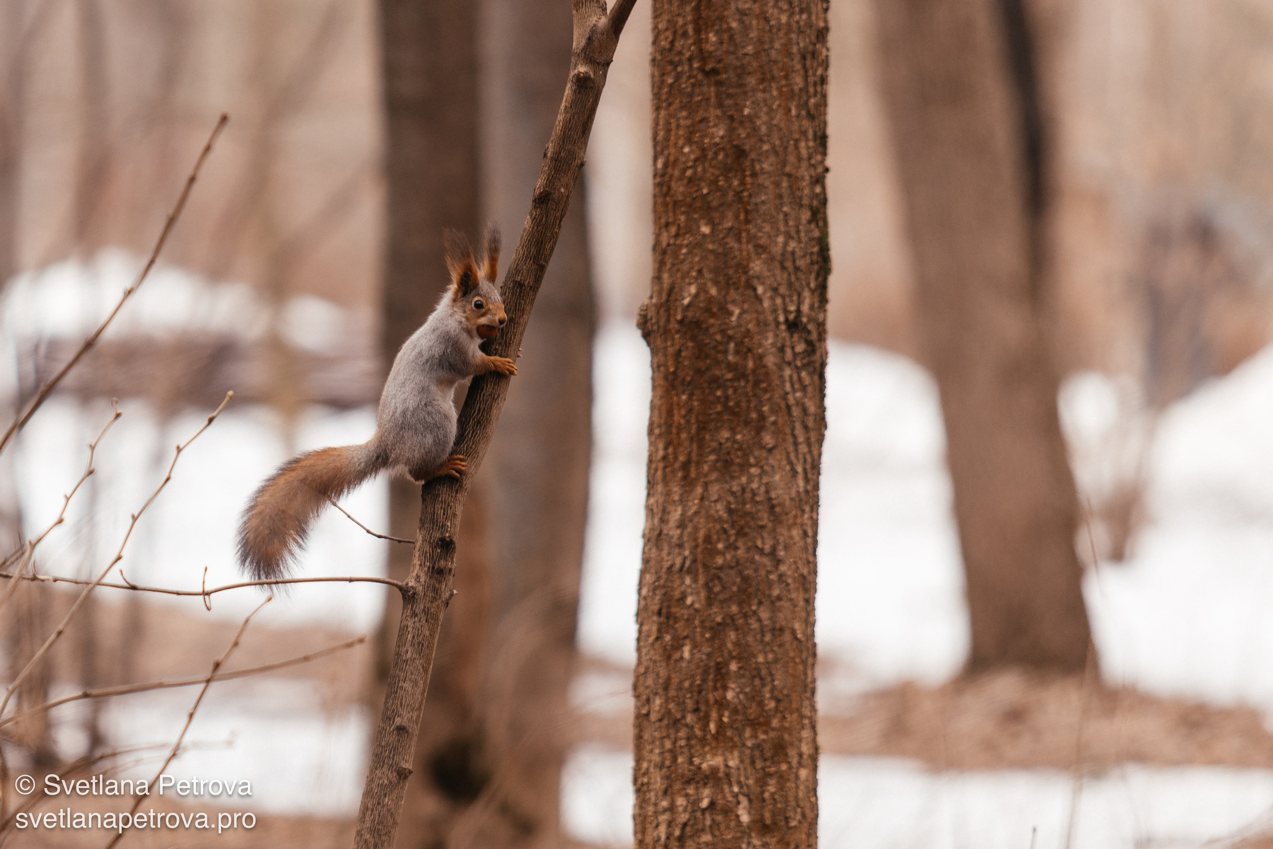 Белочки. Весна 2026. Фотограф Светлана Петрова