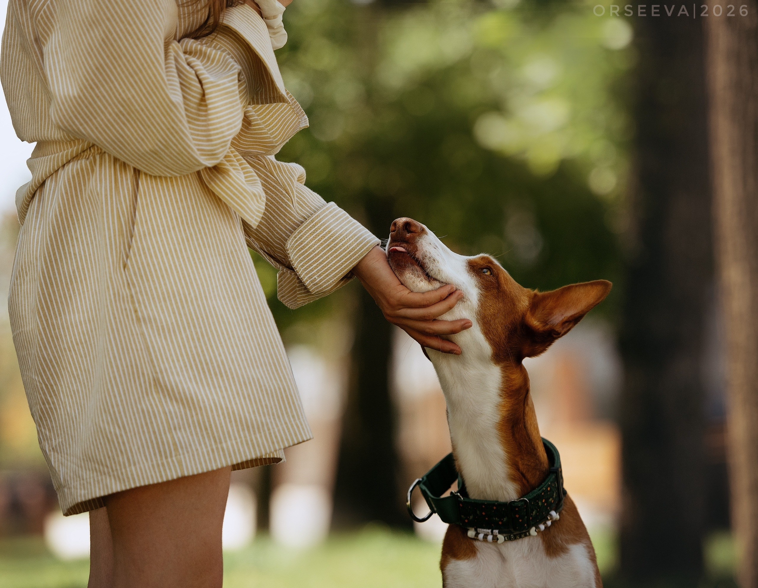 Love story: человек + собака. Фотограф-анималист Мария Орсеева, Краснодар