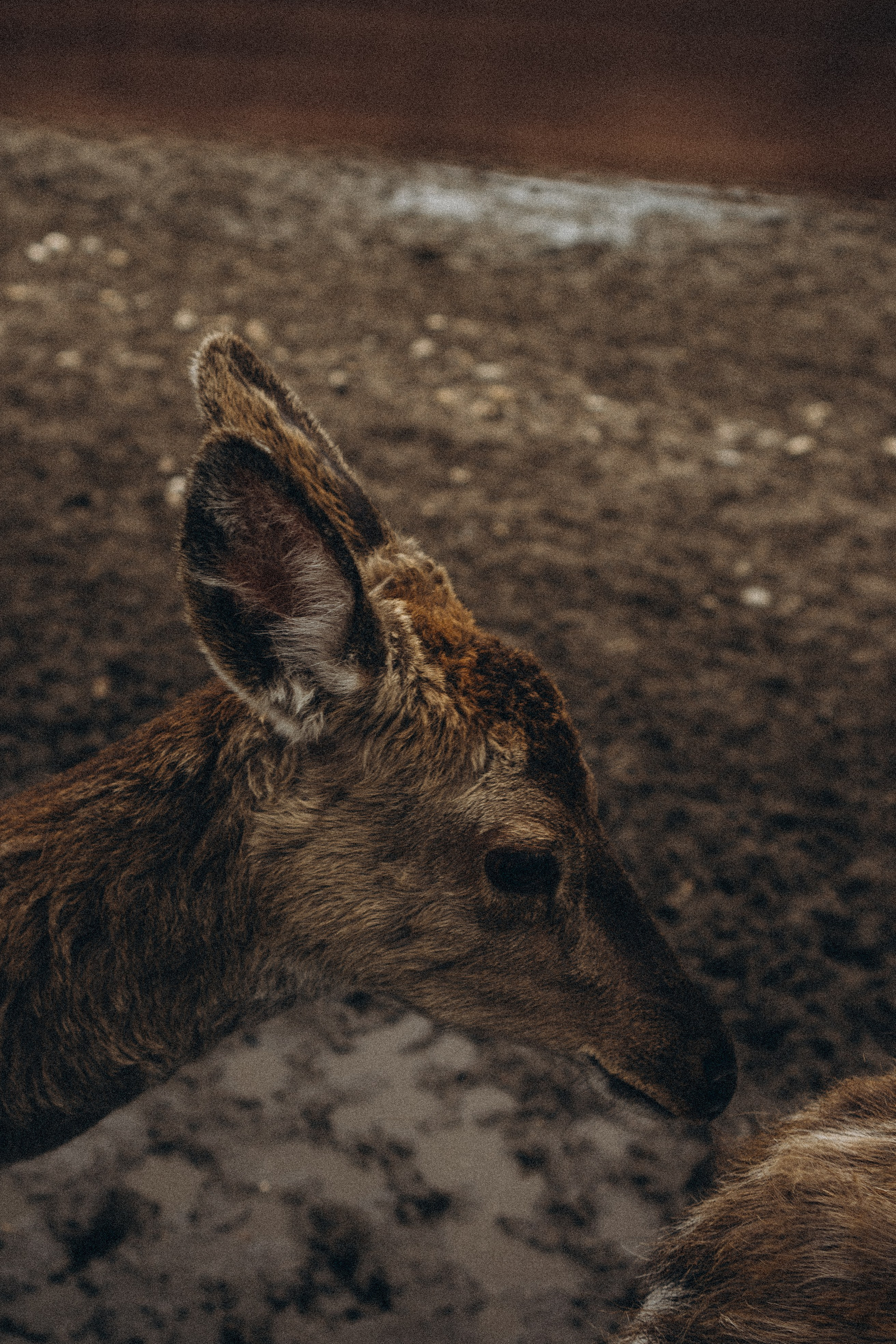 ОЛЕНЬЯ ФЕРМА В ТВЕРИ. Профессиональный фотограф, Санкт-Петербург — Виктория Богомолова
