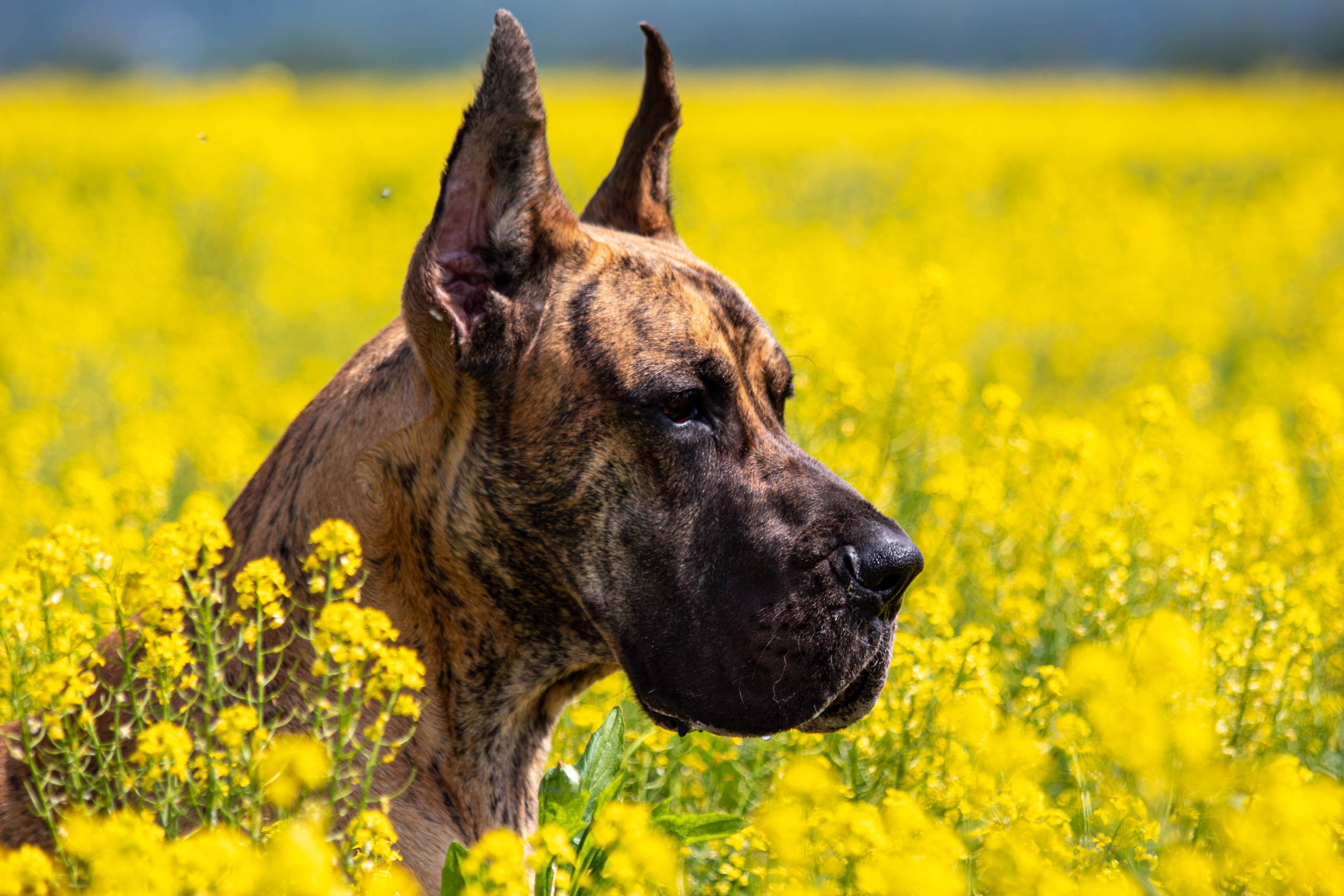 Фотосессия с животными. Фотограф анималист — Тула, Москва