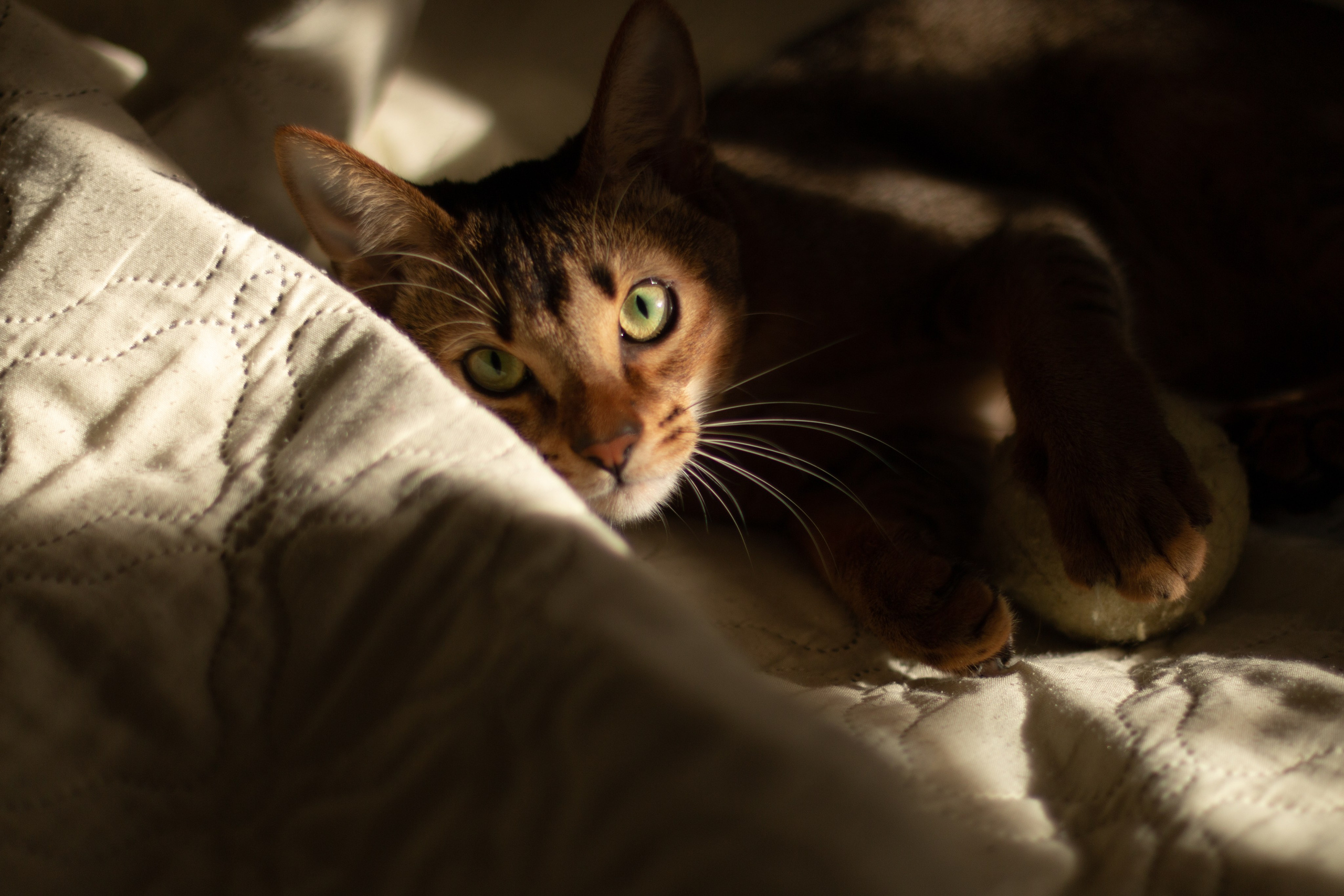 Мой котик. Фотограф в Сочи