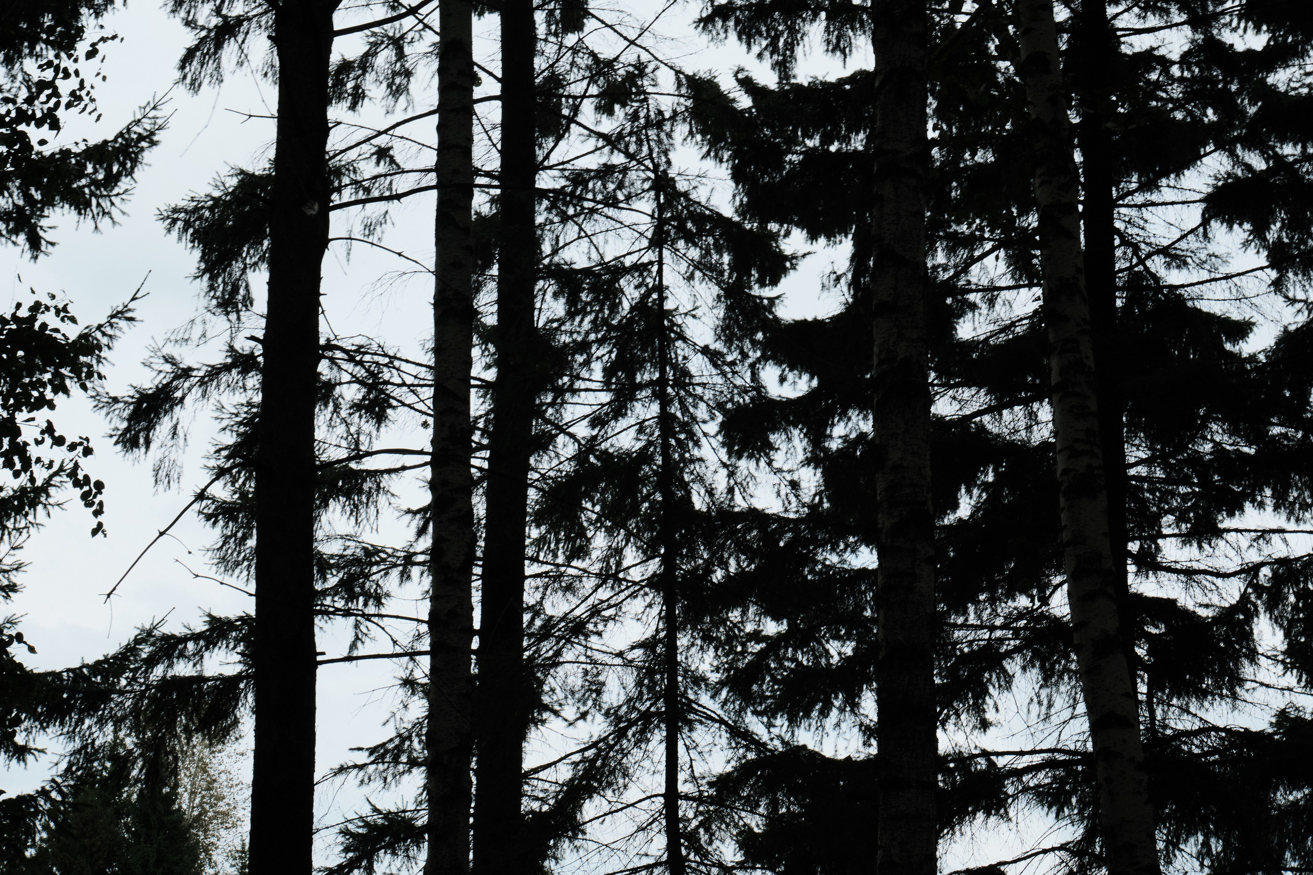 Колывань. Goncharov Tim