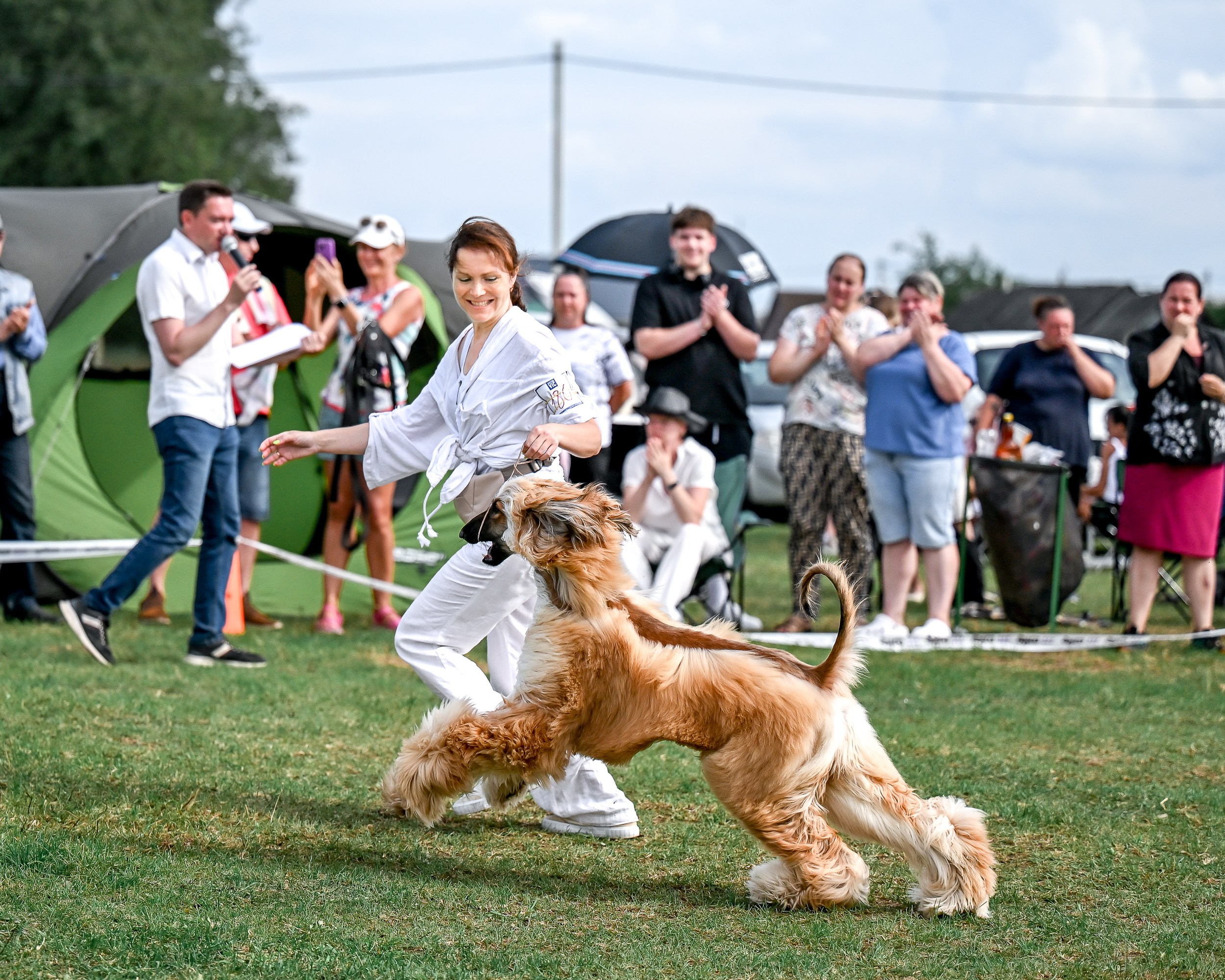 Республиканская выставка собак всех пород. Галерея фотографий афганской борзой