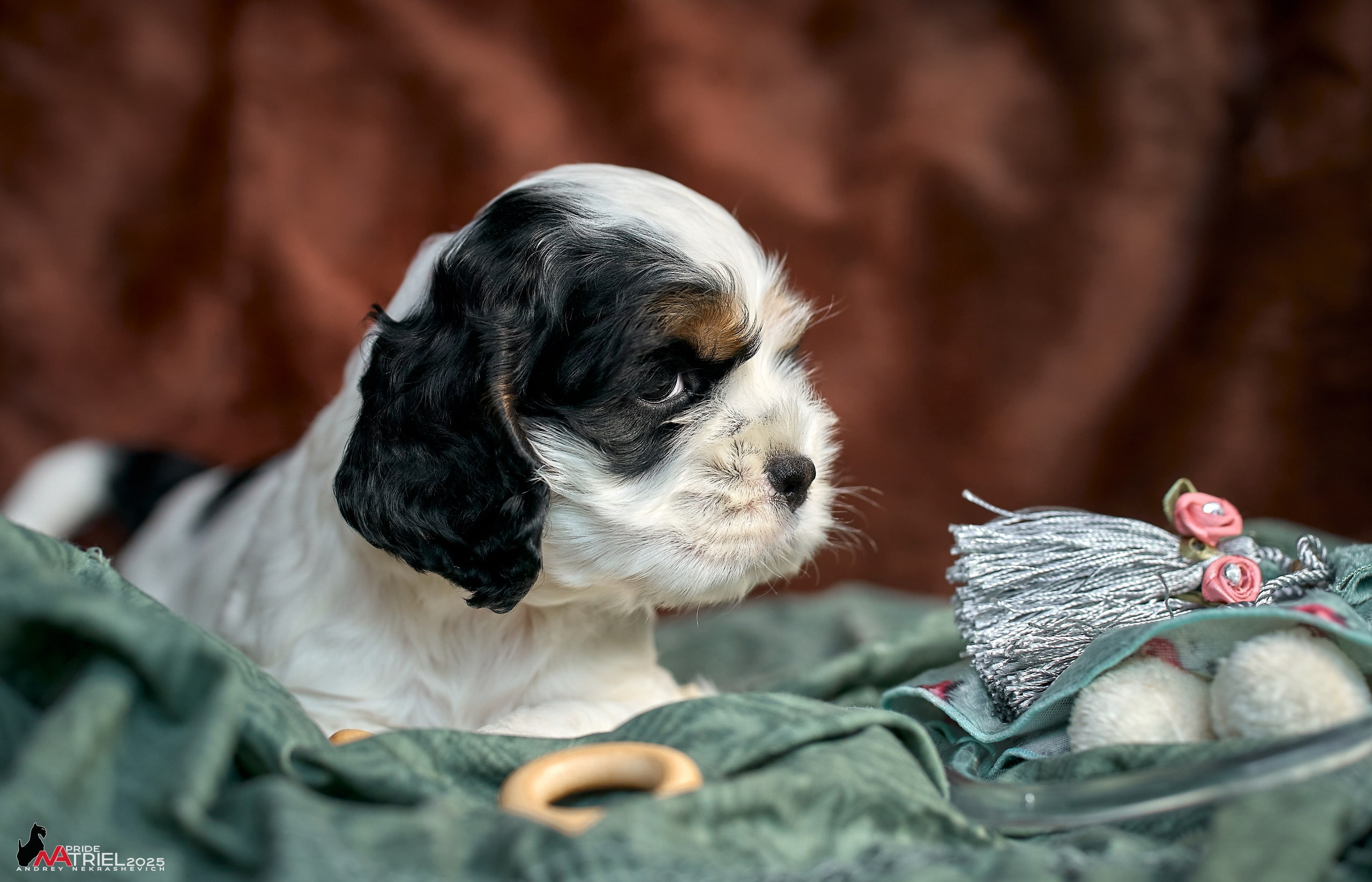 Щенки АмКокеров