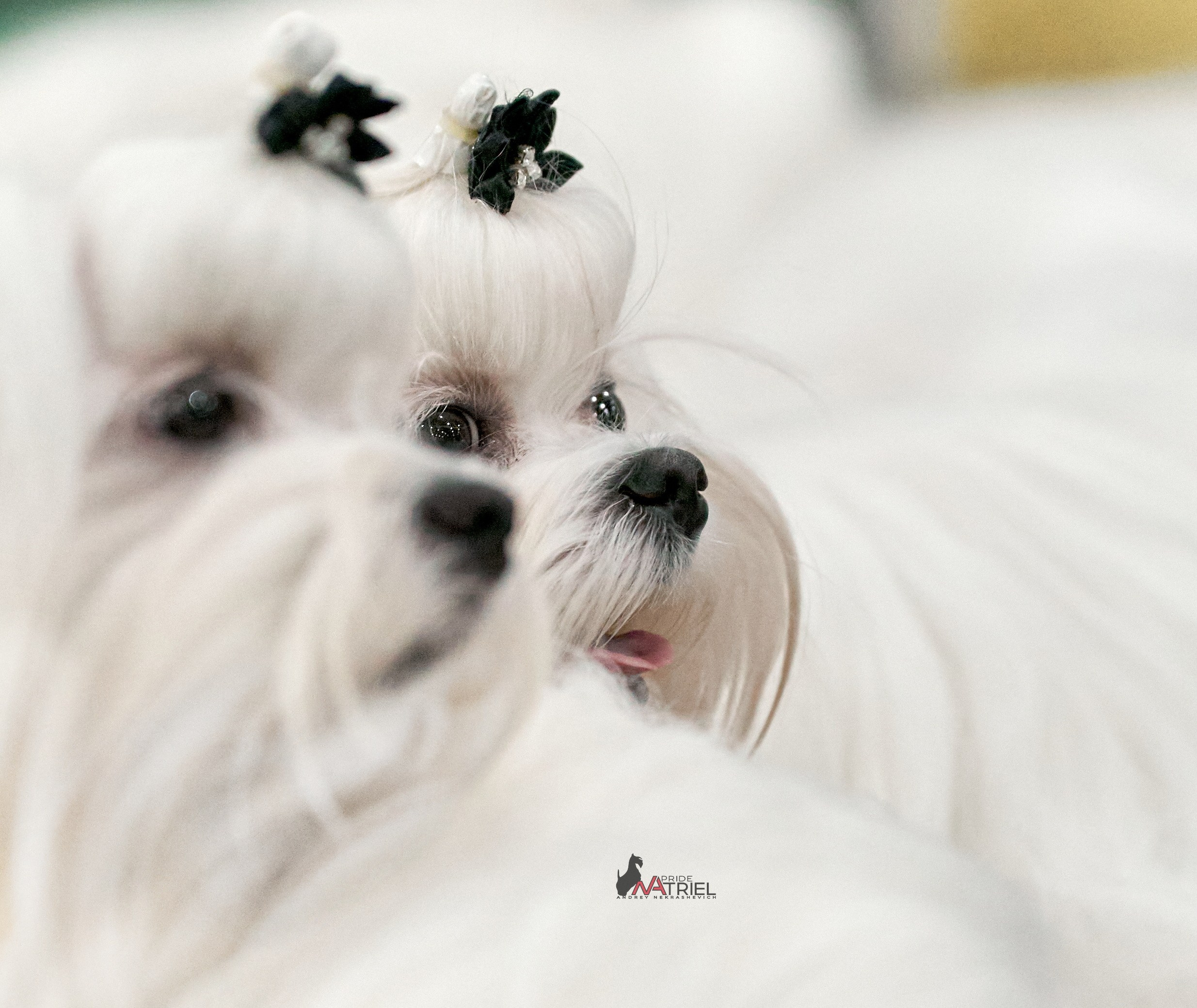 Картинки с выставки — галерея NATRIEL