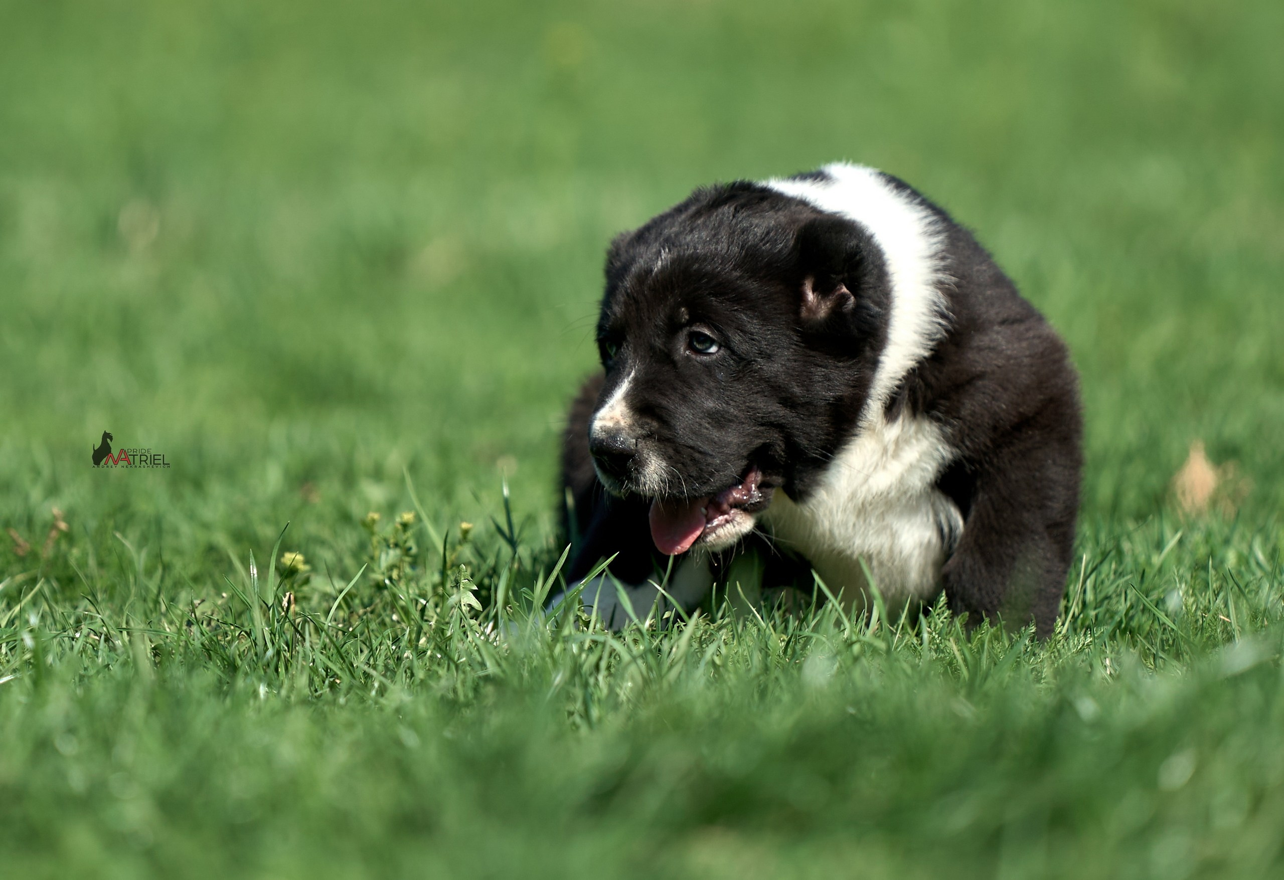 Среднеазиаты — щенки и взрослые